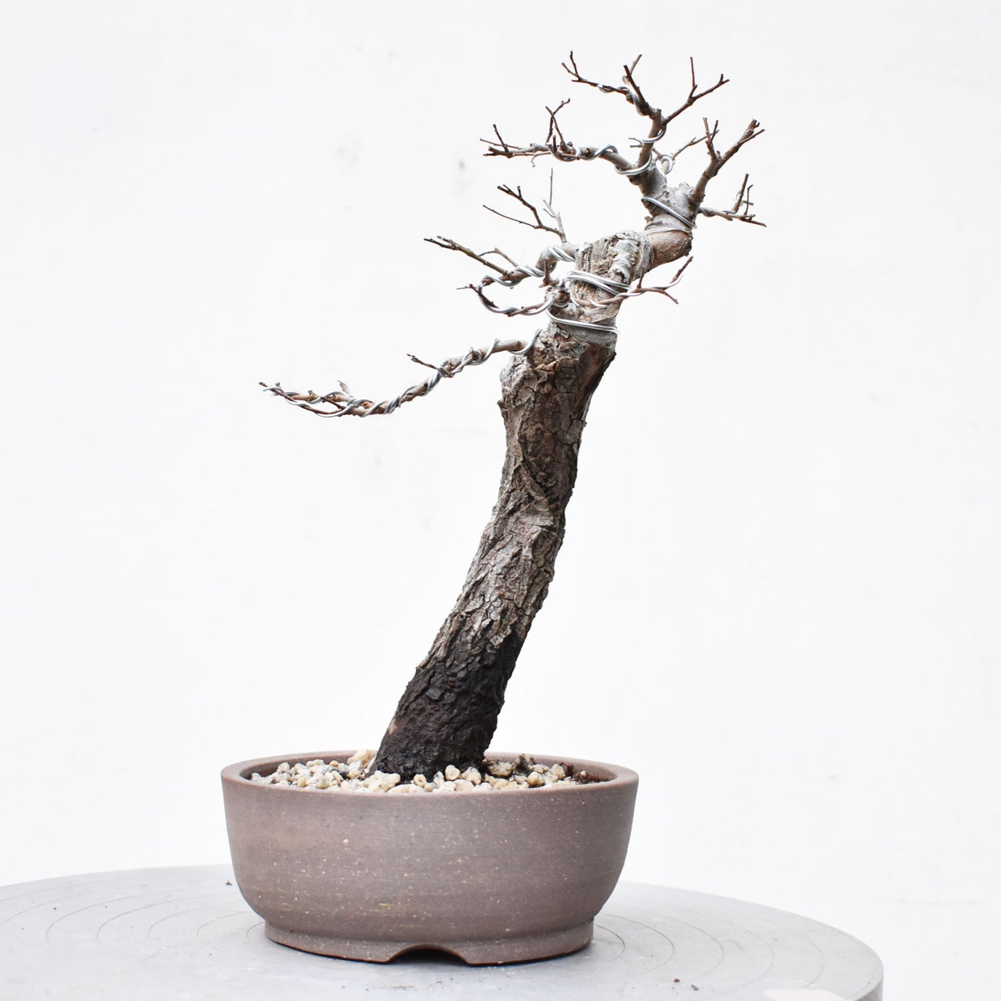 OLMO (Ulmus Minor)
