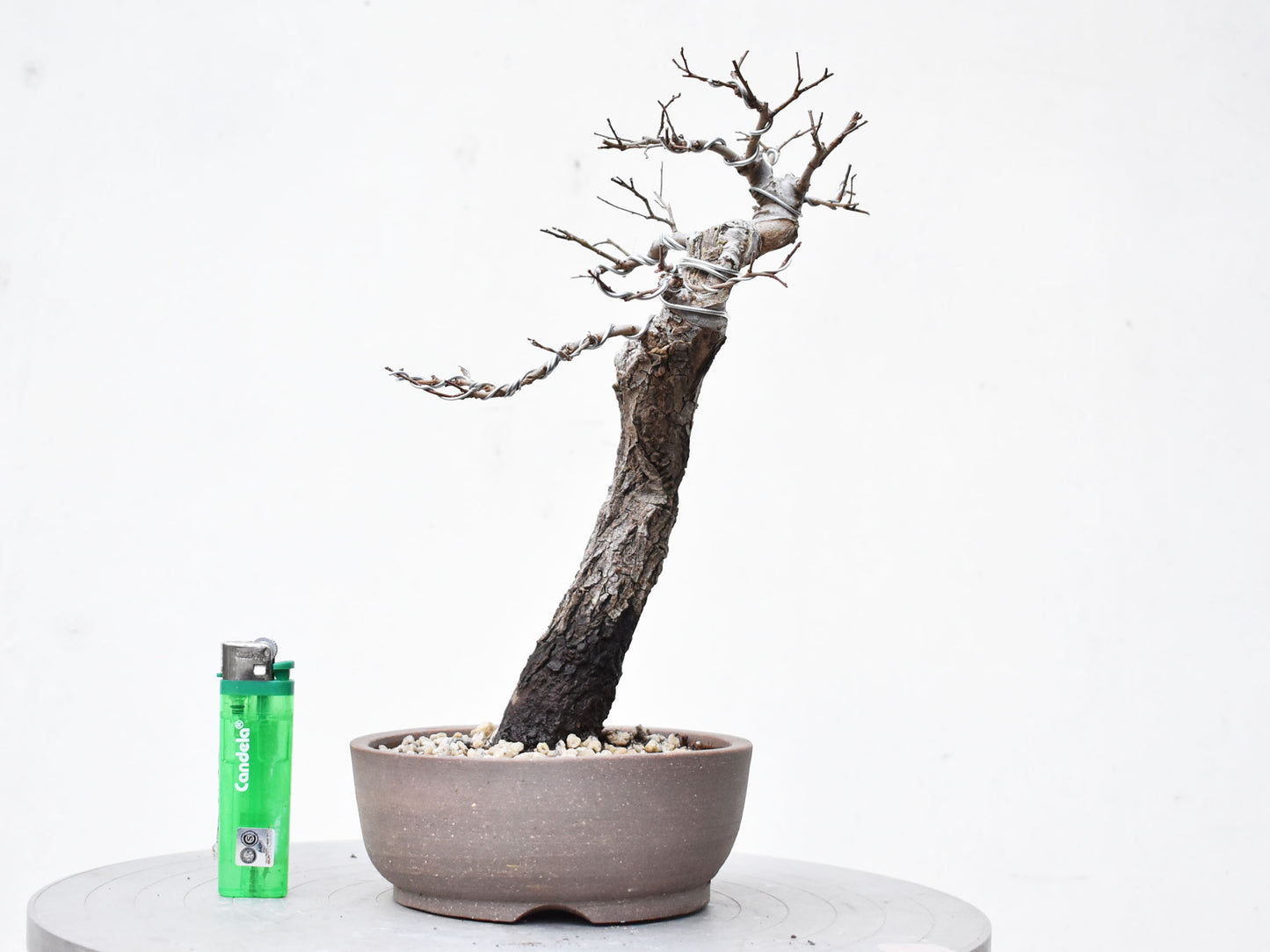 OLMO (Ulmus Minor)