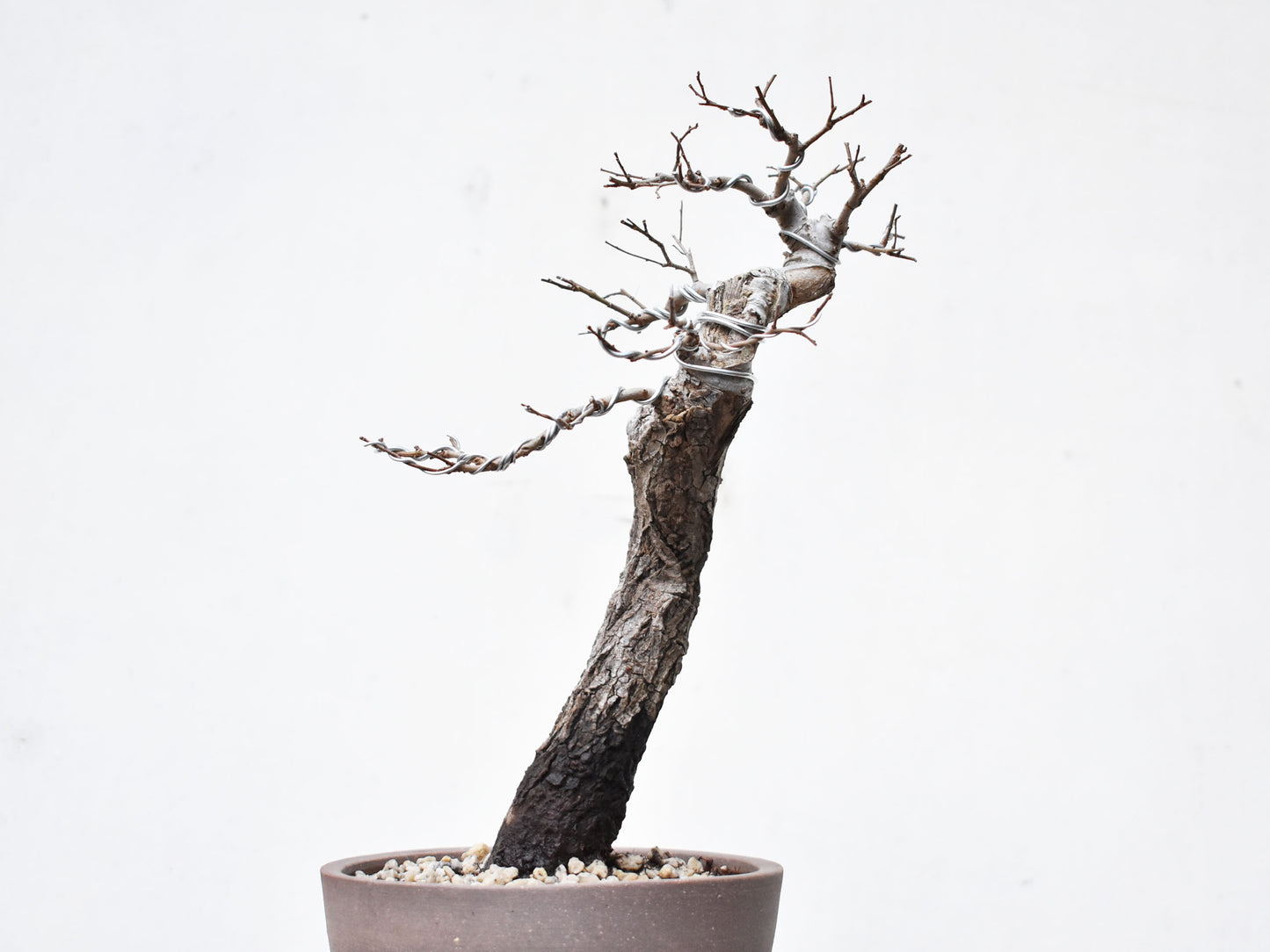 OLMO (Ulmus Minor)