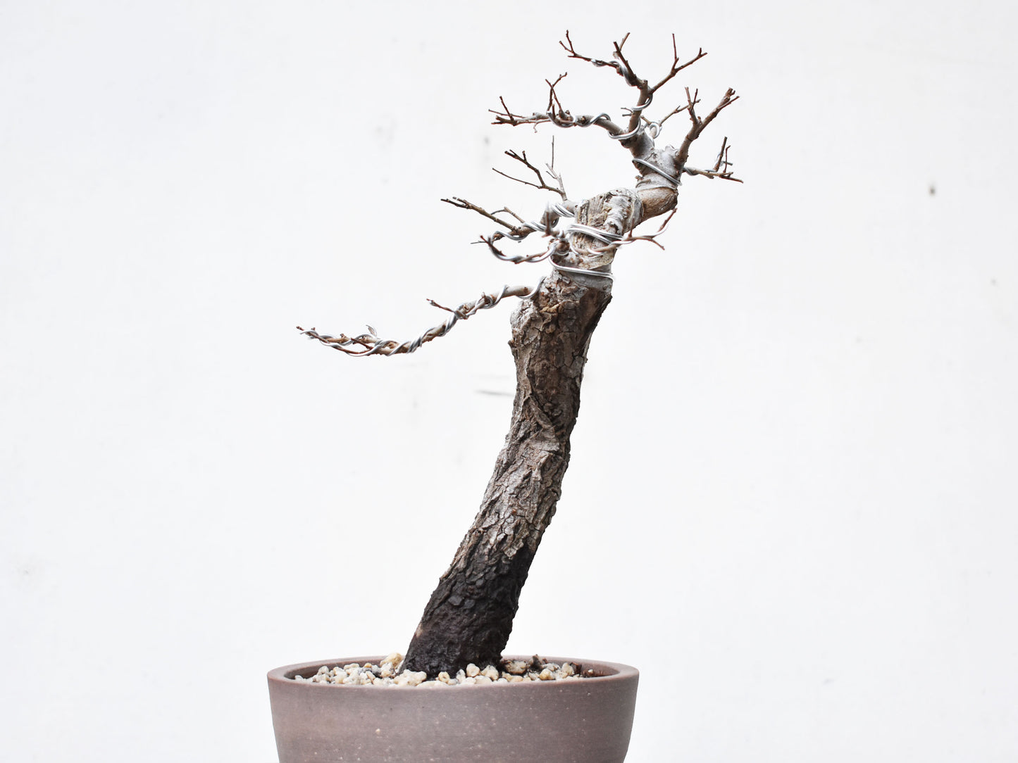 OLMO (Ulmus Minor)