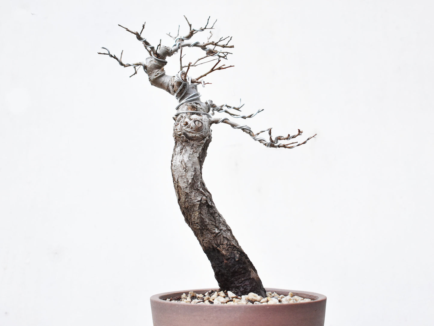 OLMO (Ulmus Minor)