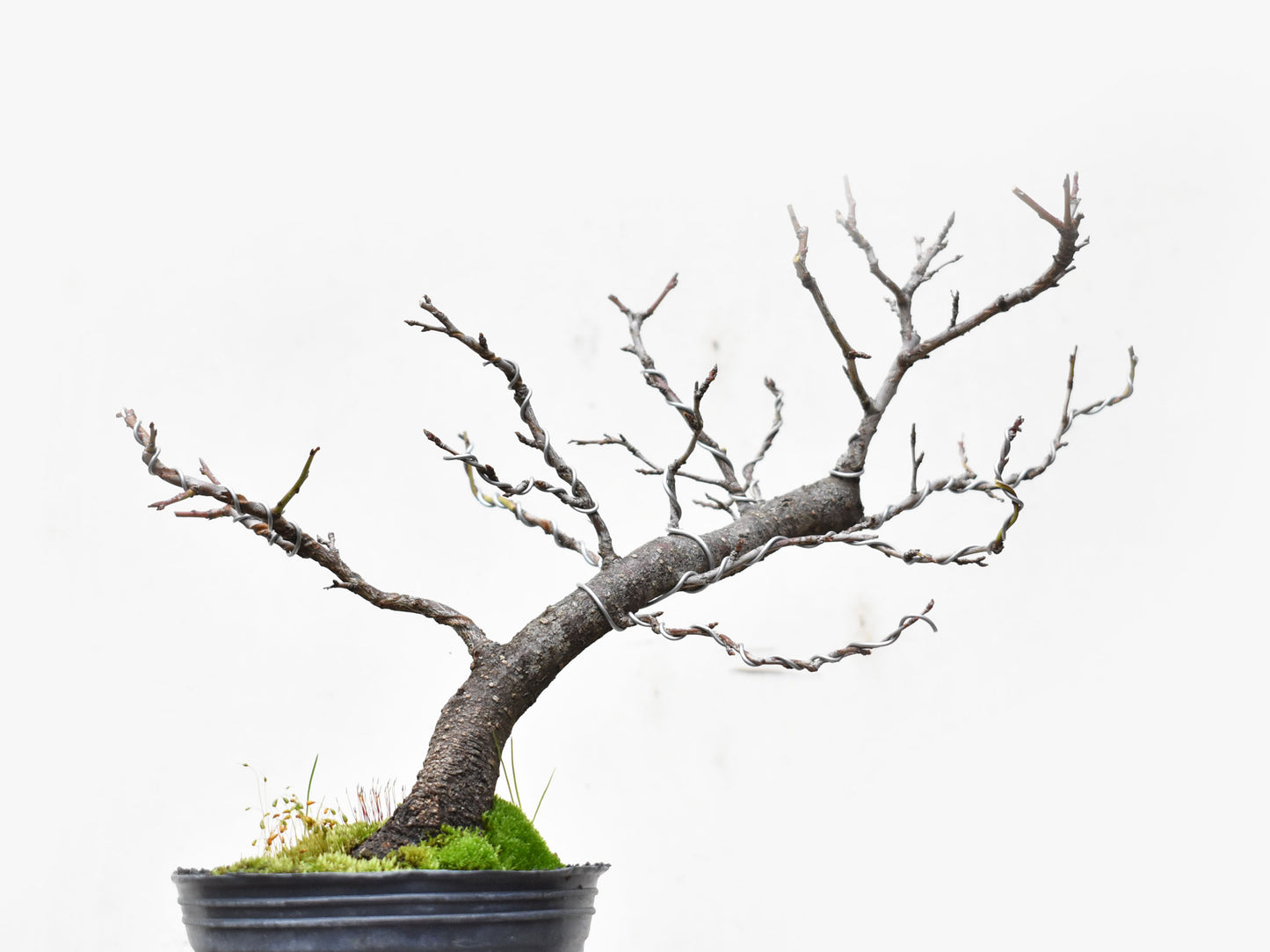ENDRINO (Prunus Spinosa)
