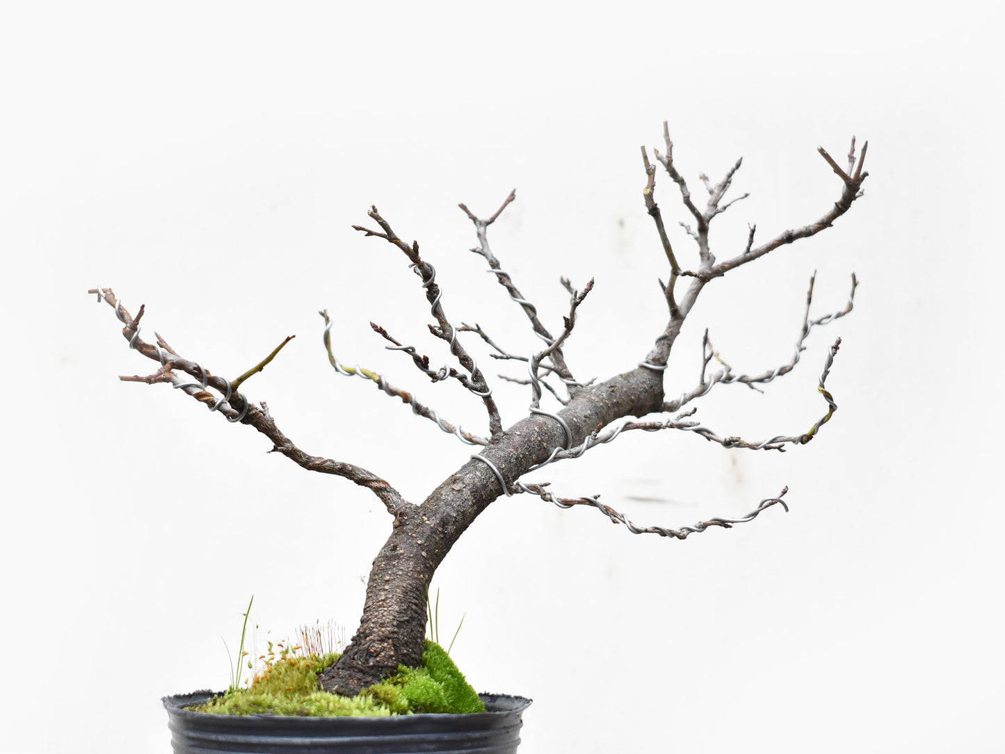 ENDRINO (Prunus Spinosa)