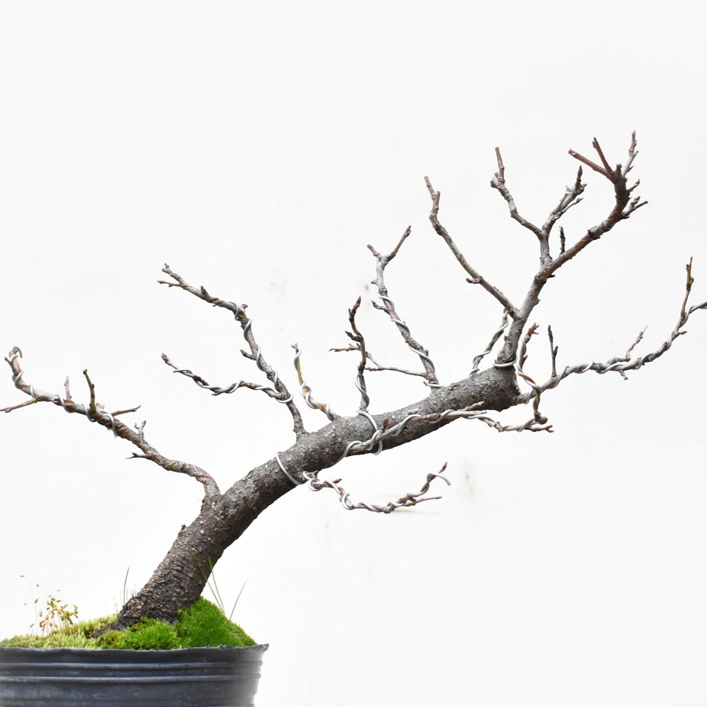 ENDRINO (Prunus Spinosa)