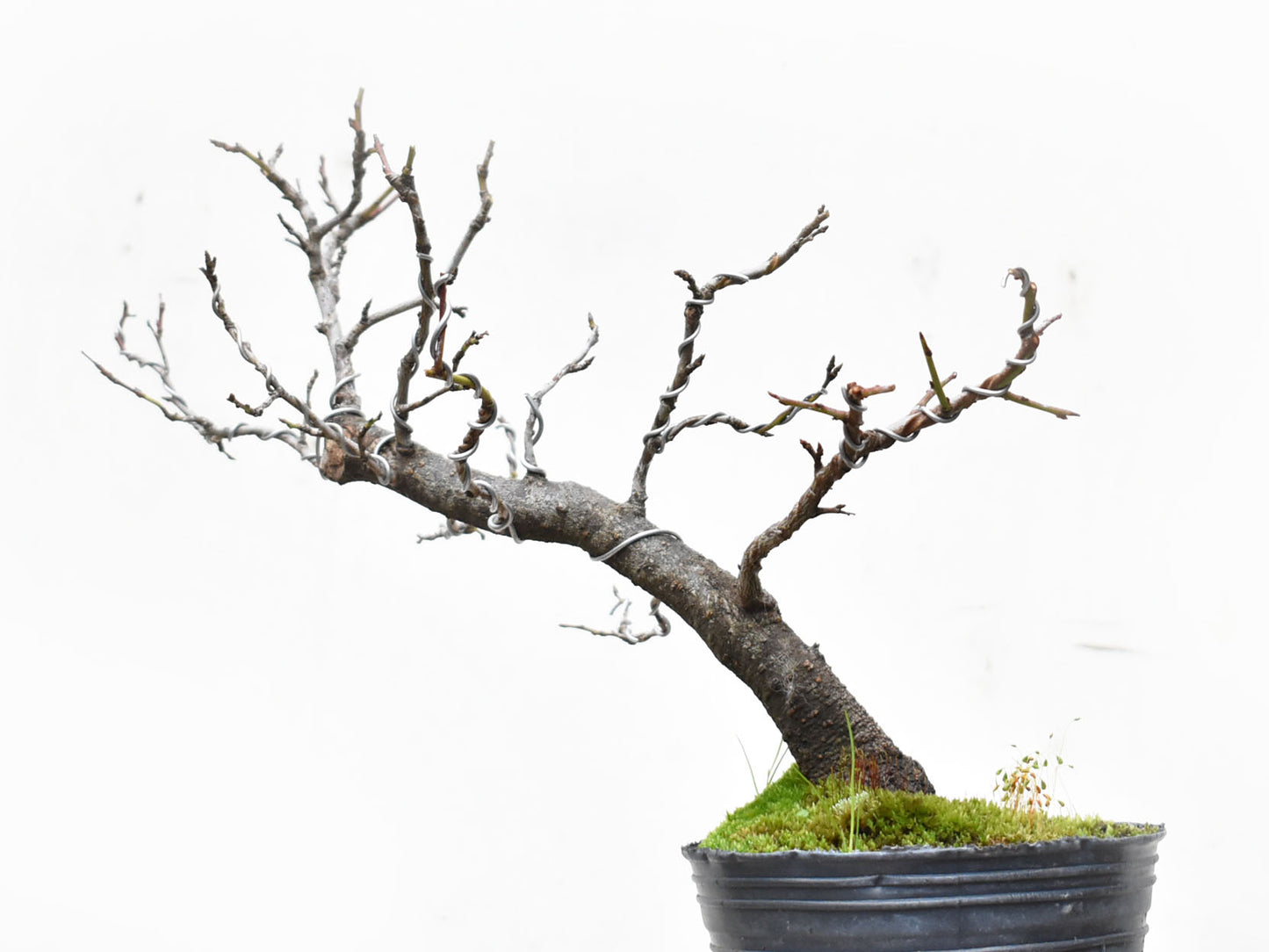 ENDRINO (Prunus Spinosa)