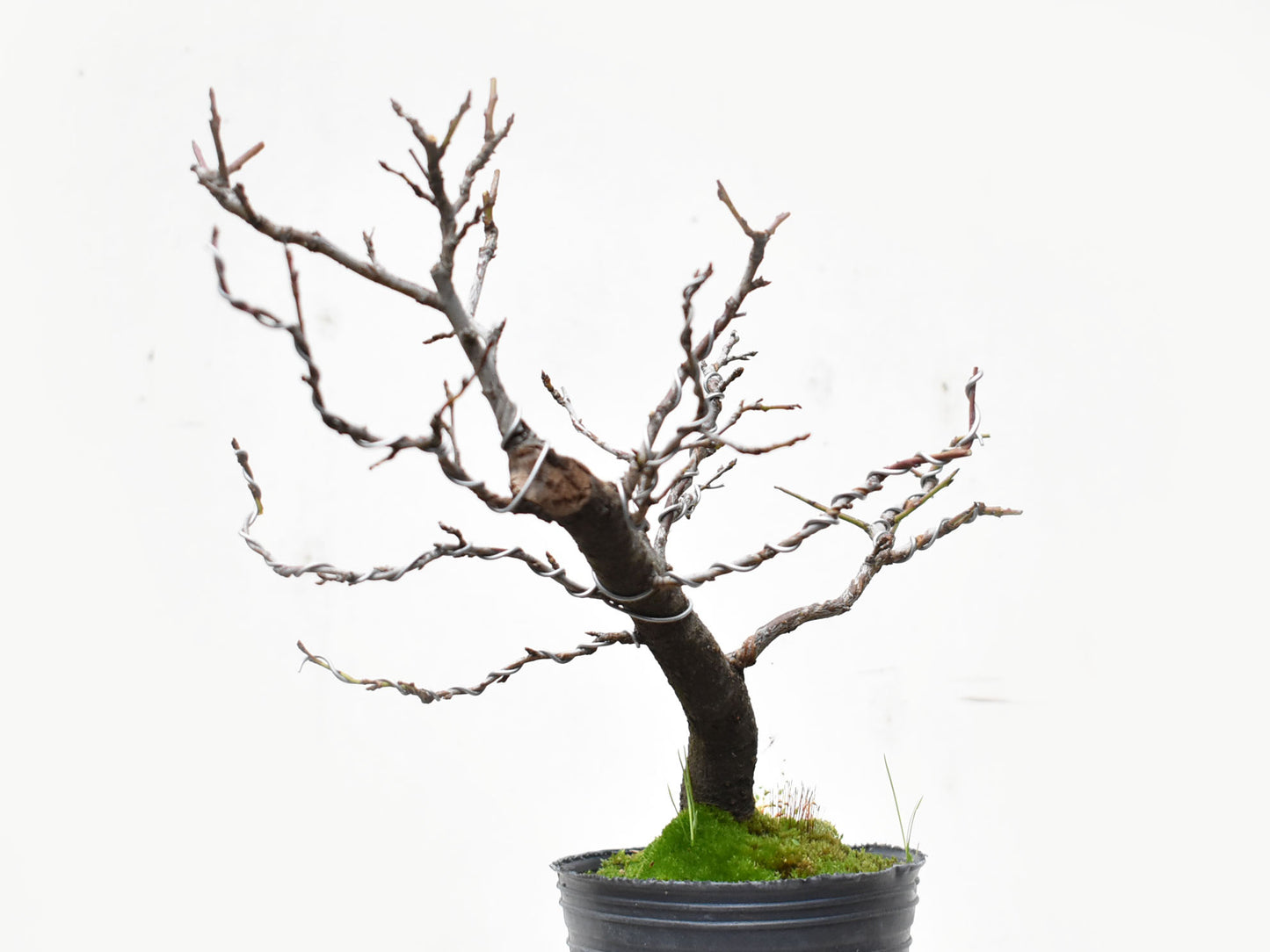 ENDRINO (Prunus Spinosa)