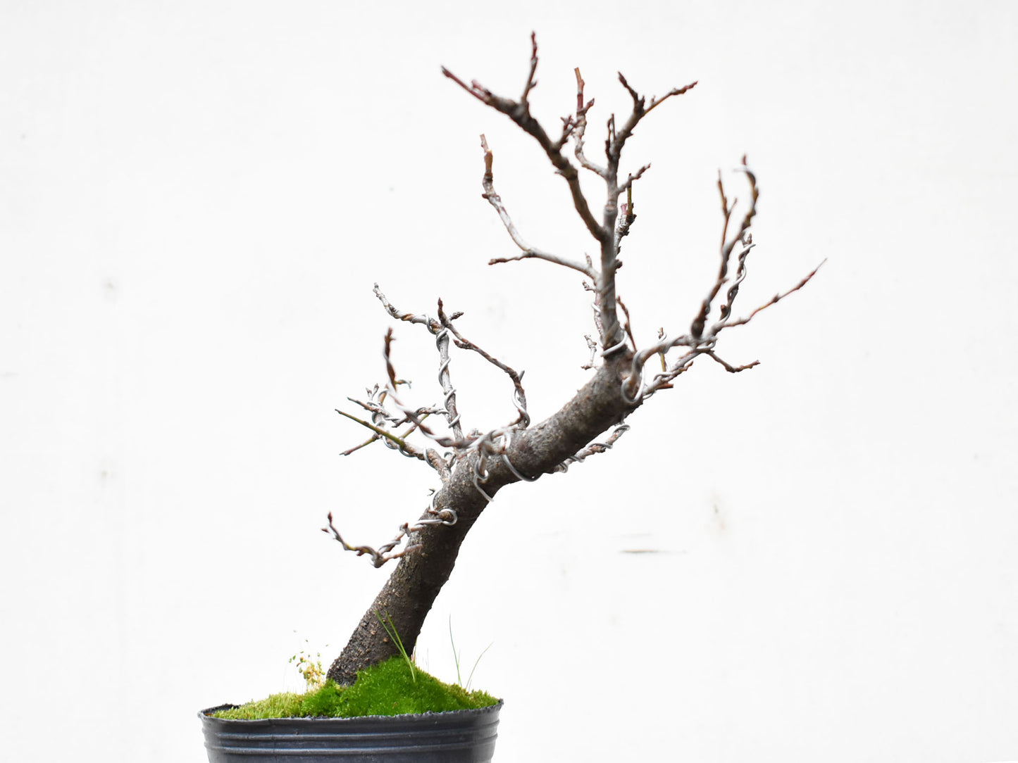 ENDRINO (Prunus Spinosa)