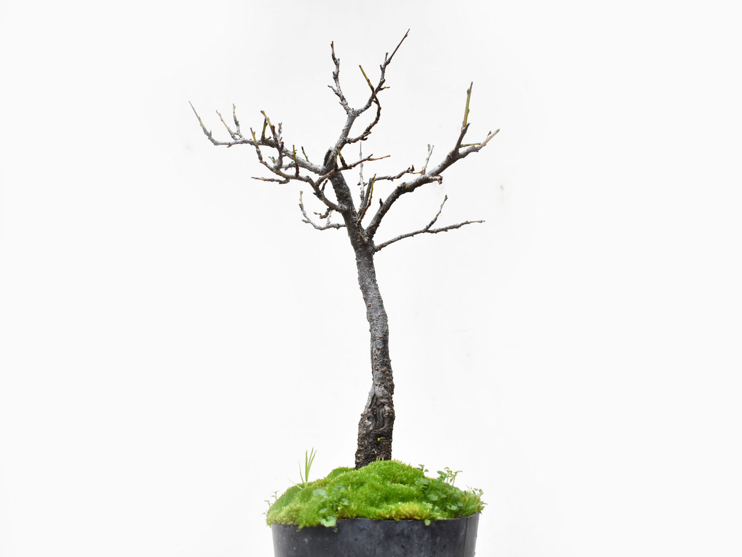 ENDRINO (Prunus Spinosa)