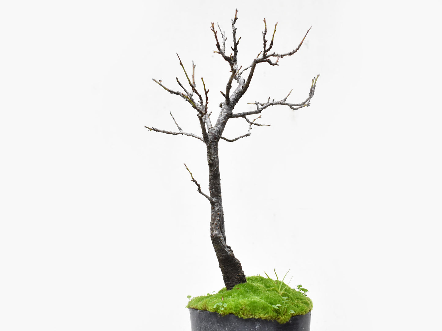 ENDRINO (Prunus Spinosa)