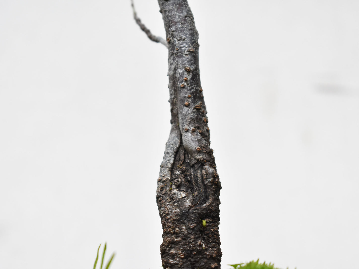 ENDRINO (Prunus Spinosa)