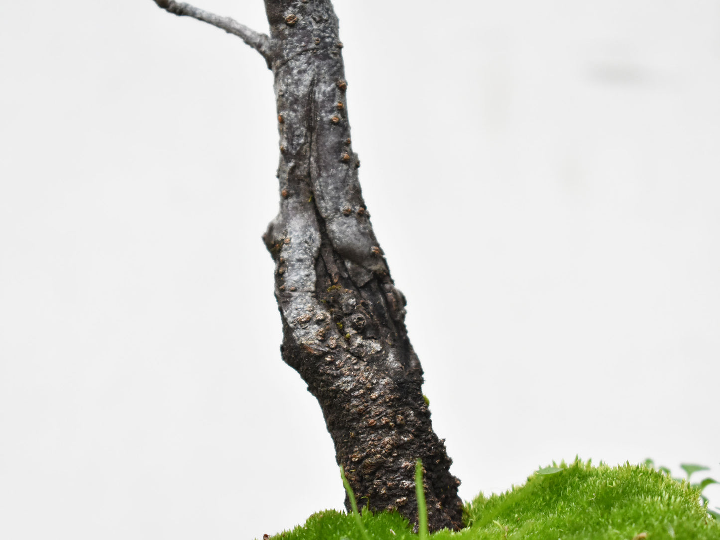 ENDRINO (Prunus Spinosa)