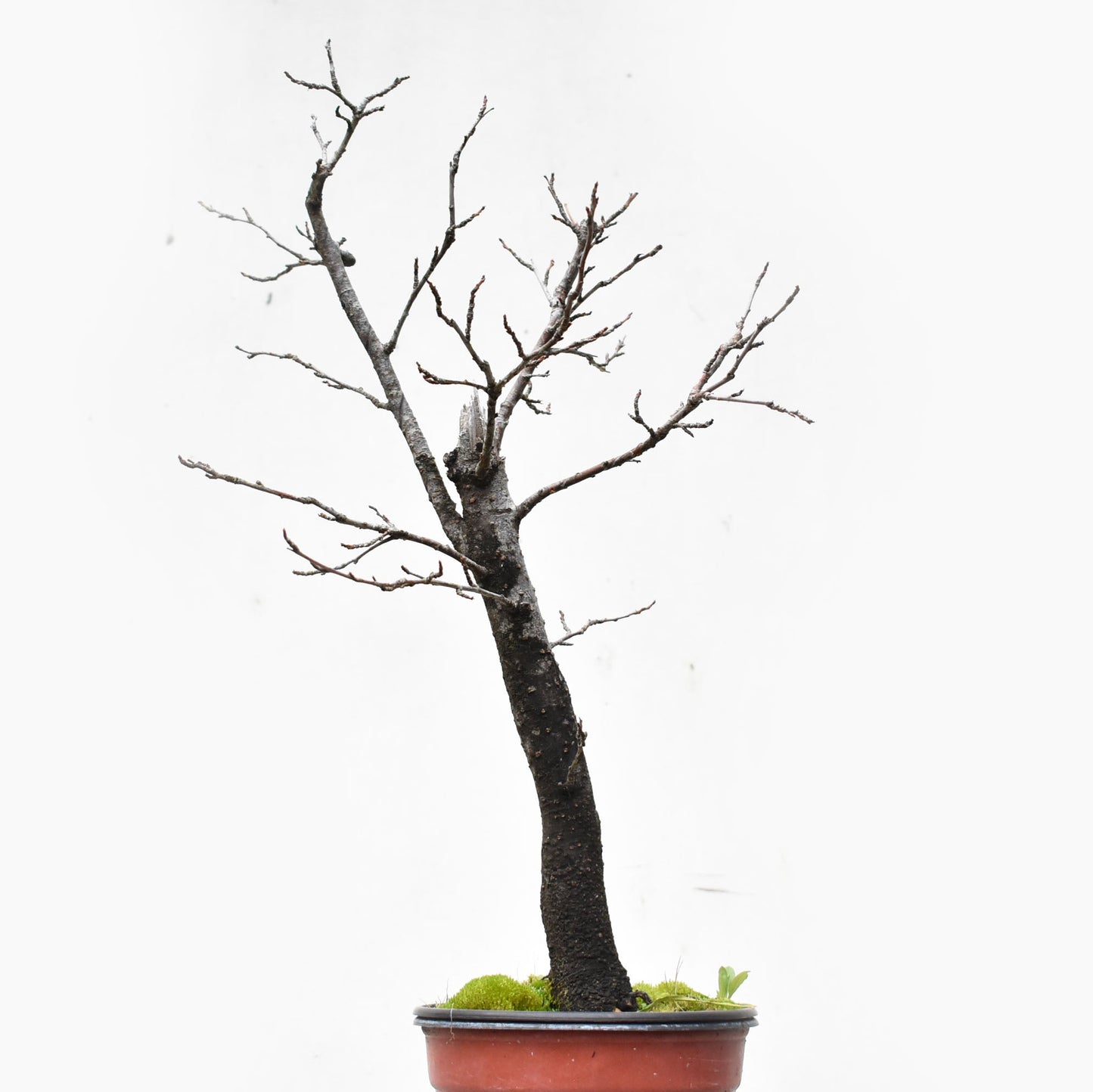 ENDRINO (Prunus Spinosa)