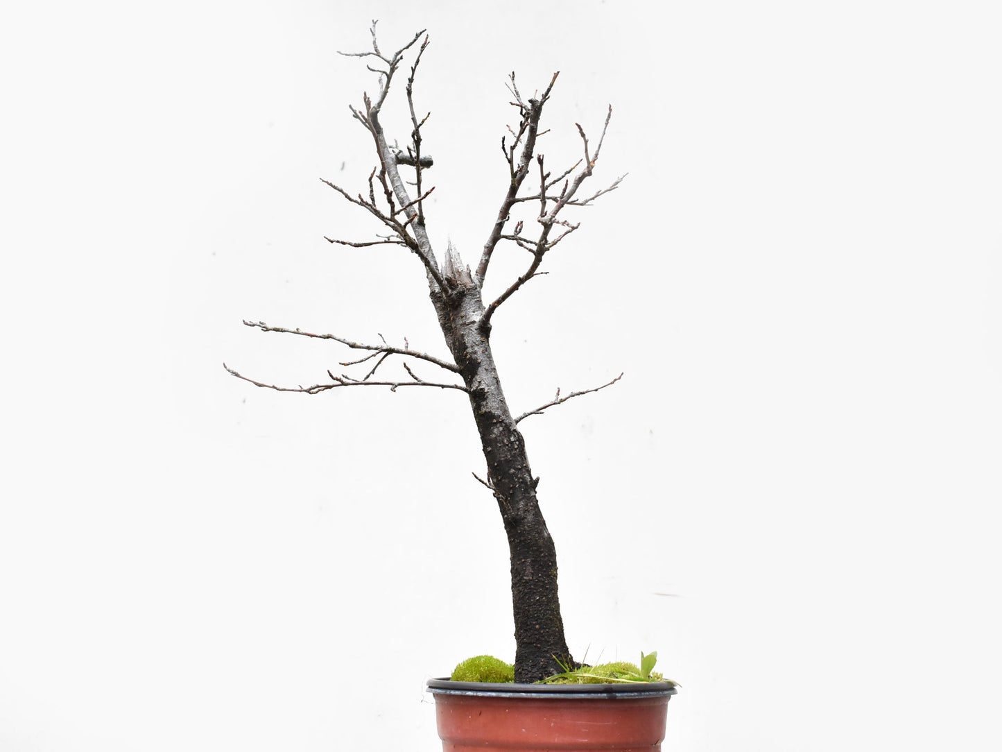 ENDRINO (Prunus Spinosa)