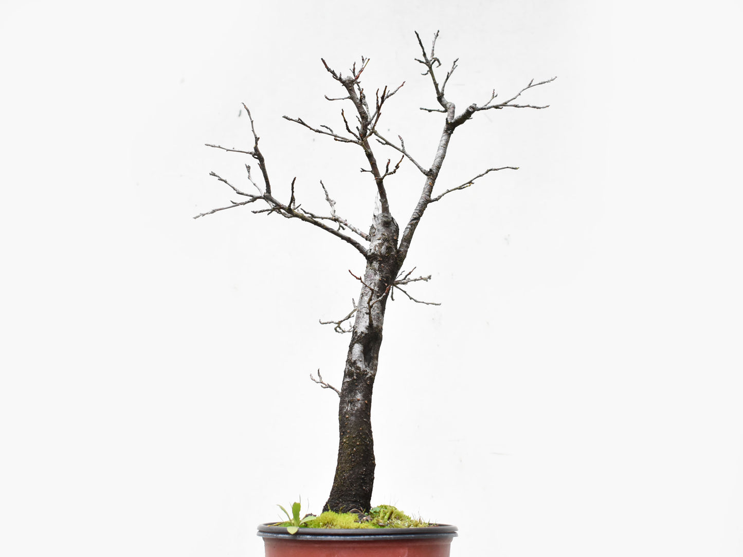 ENDRINO (Prunus Spinosa)