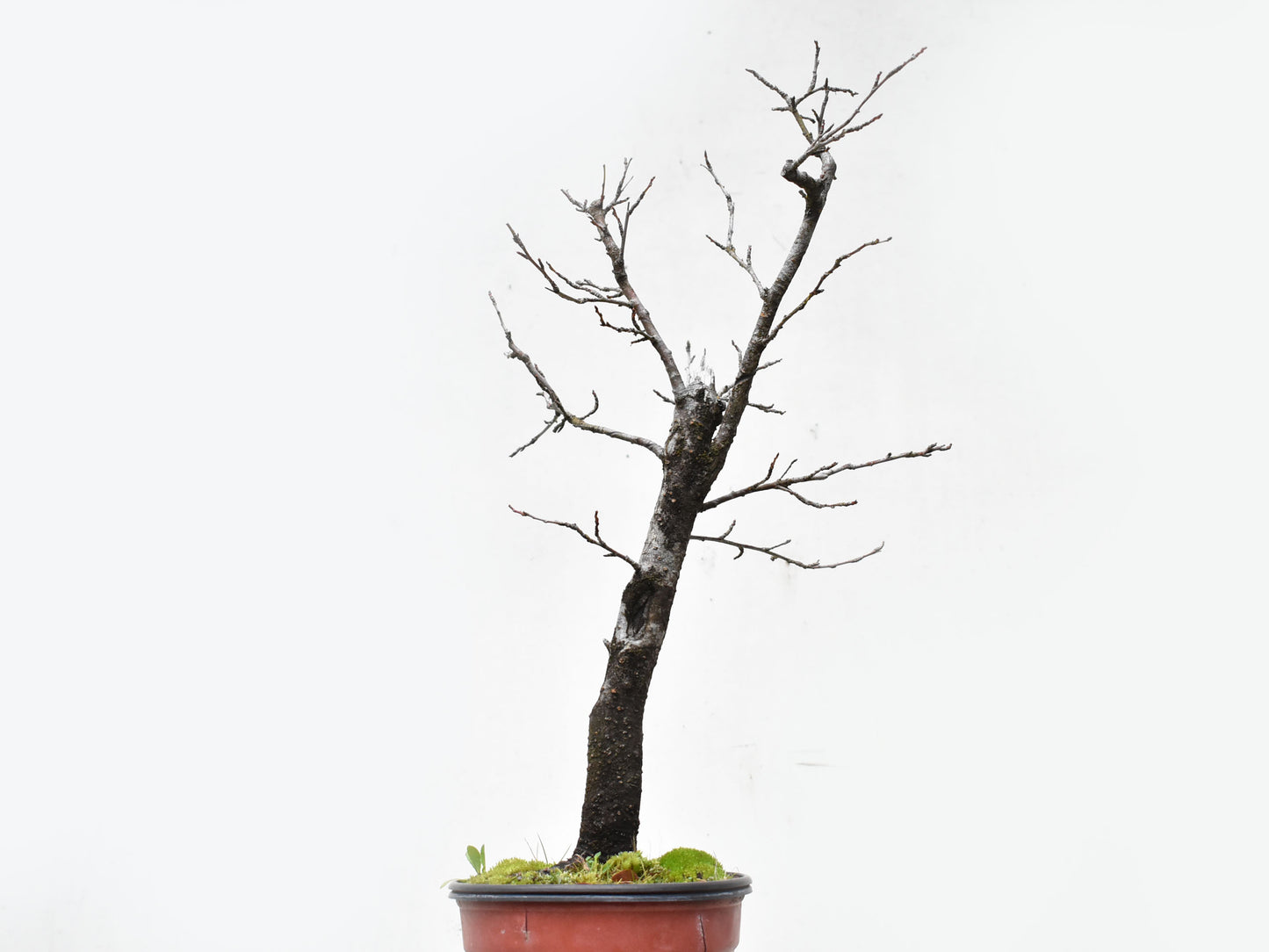 ENDRINO (Prunus Spinosa)