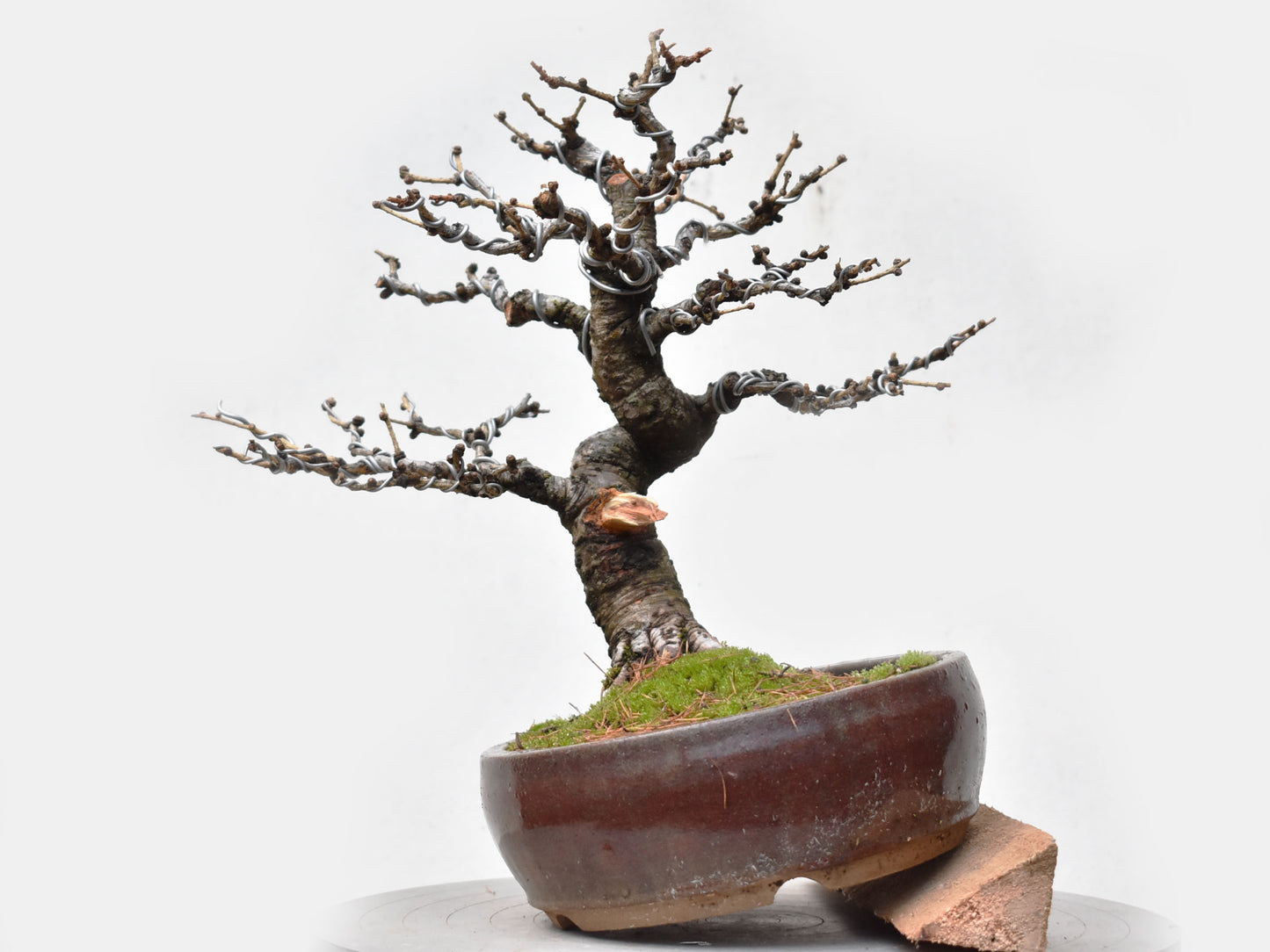 ALERCE EUROPEO (Larix Decidua)