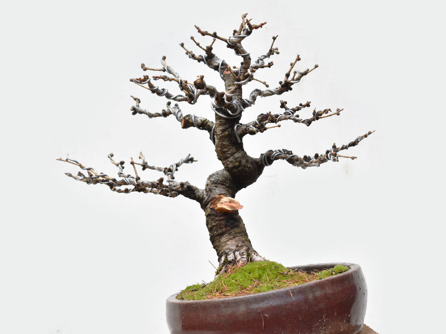 ALERCE EUROPEO (Larix Decidua)