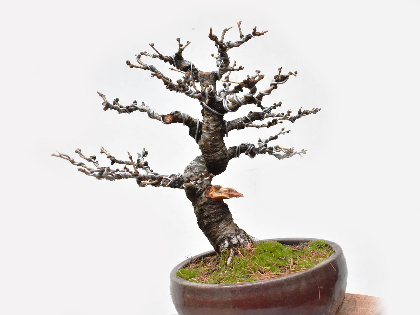 ALERCE EUROPEO (Larix Decidua)