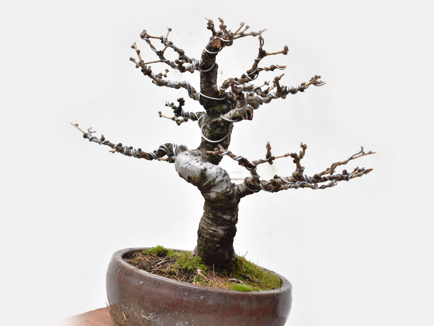 ALERCE EUROPEO (Larix Decidua)