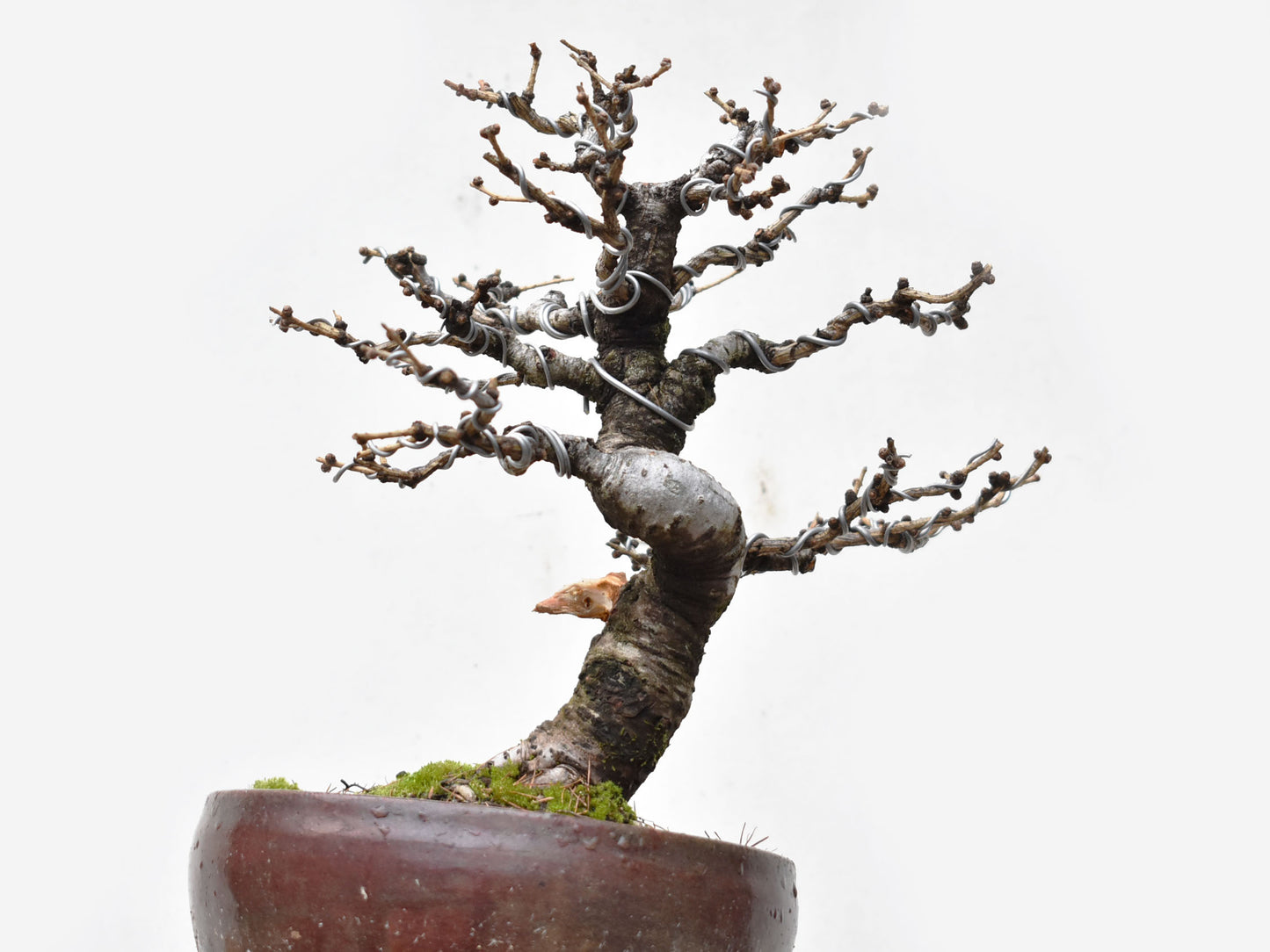 ALERCE EUROPEO (Larix Decidua)