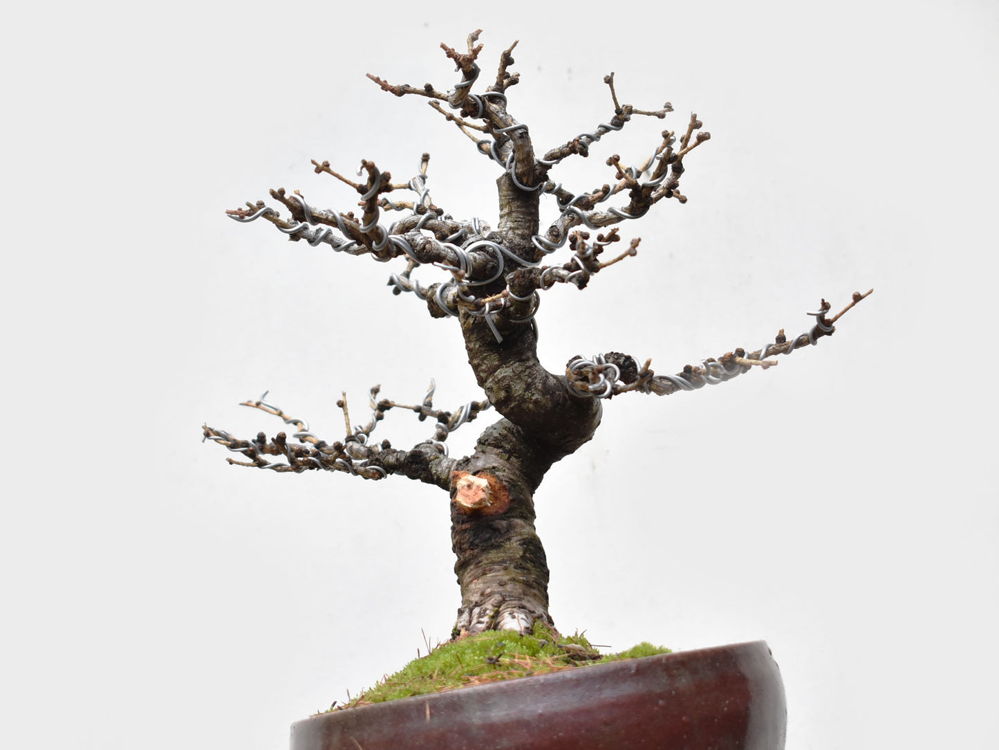 ALERCE EUROPEO (Larix Decidua)