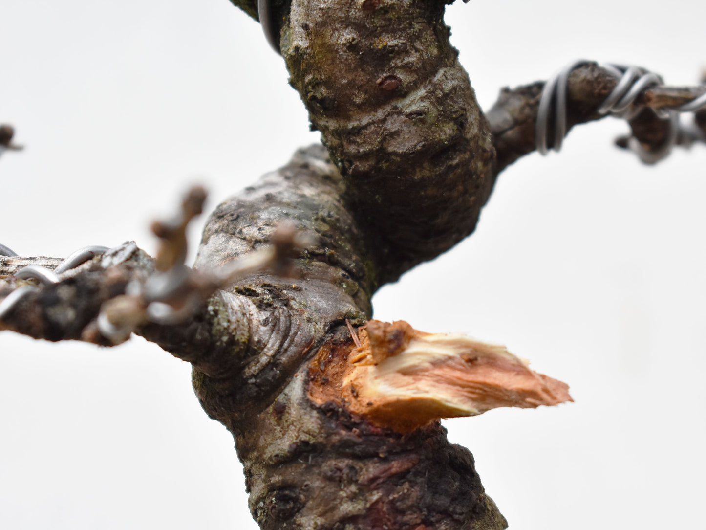 ALERCE EUROPEO (Larix Decidua)