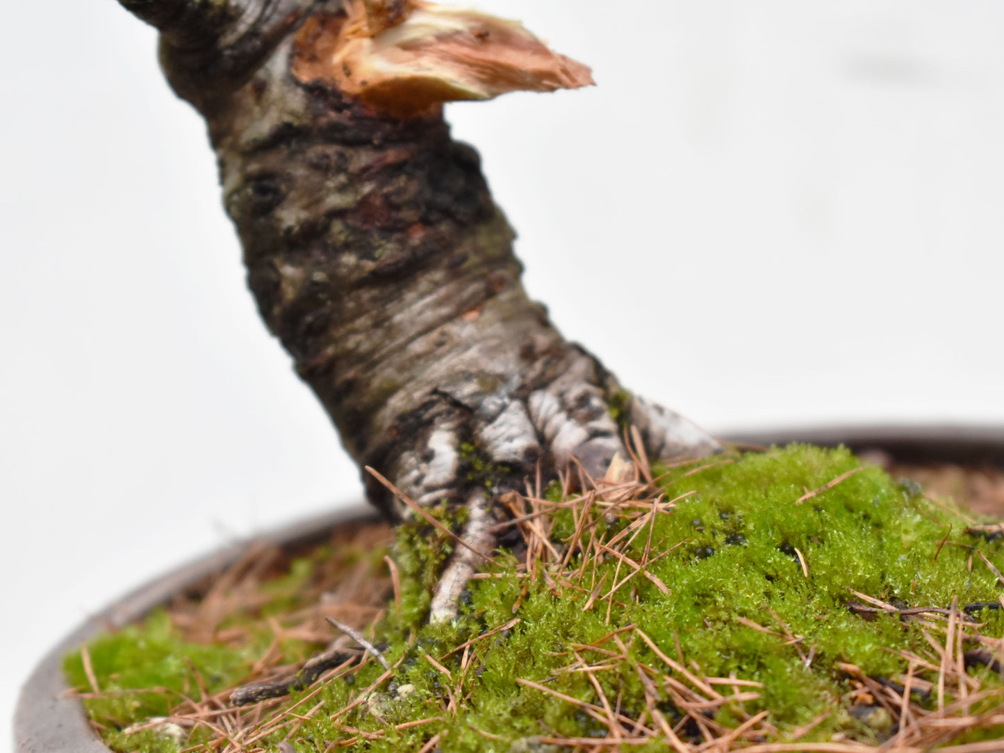 ALERCE EUROPEO (Larix Decidua)