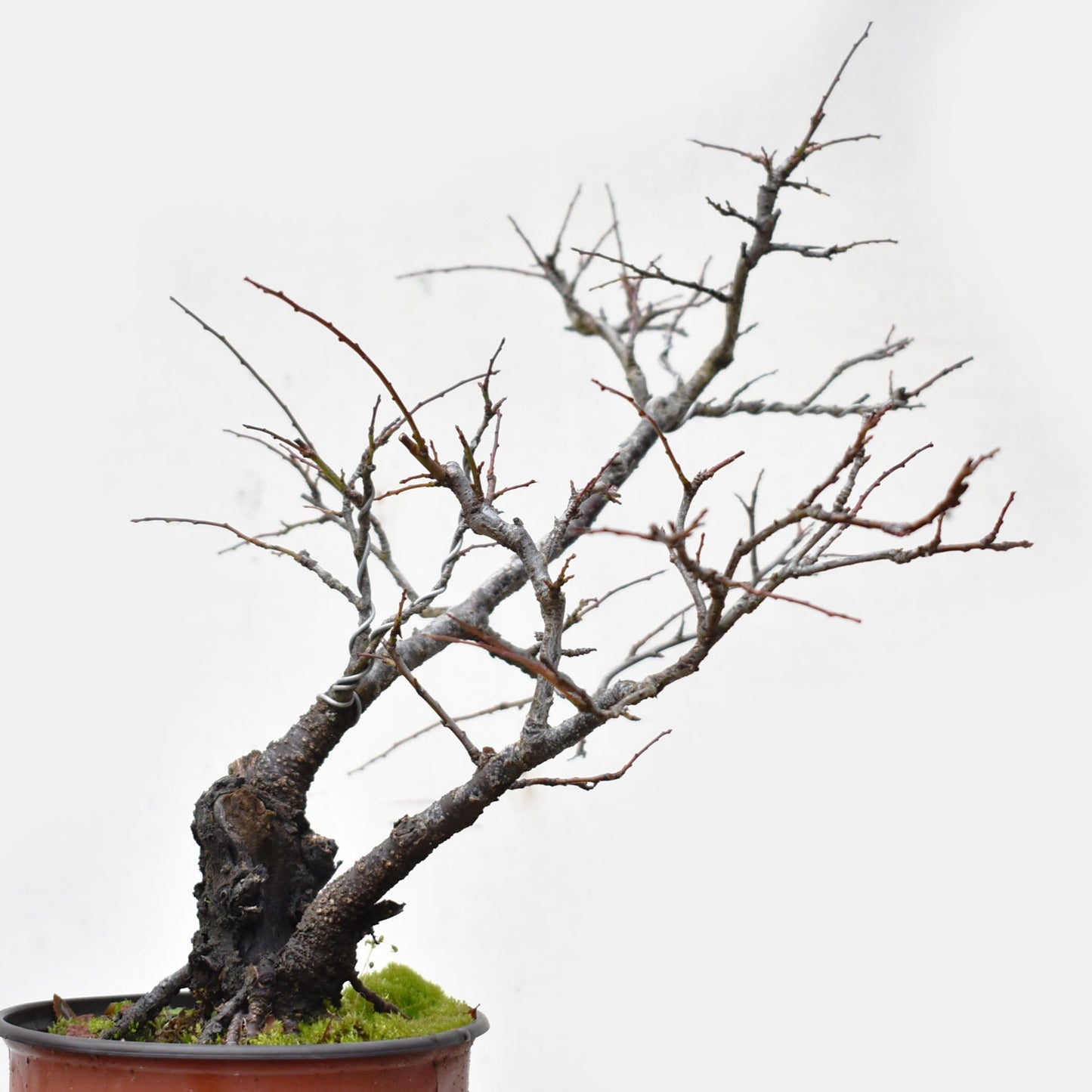 ENDRINO (Prunus Spinosa)