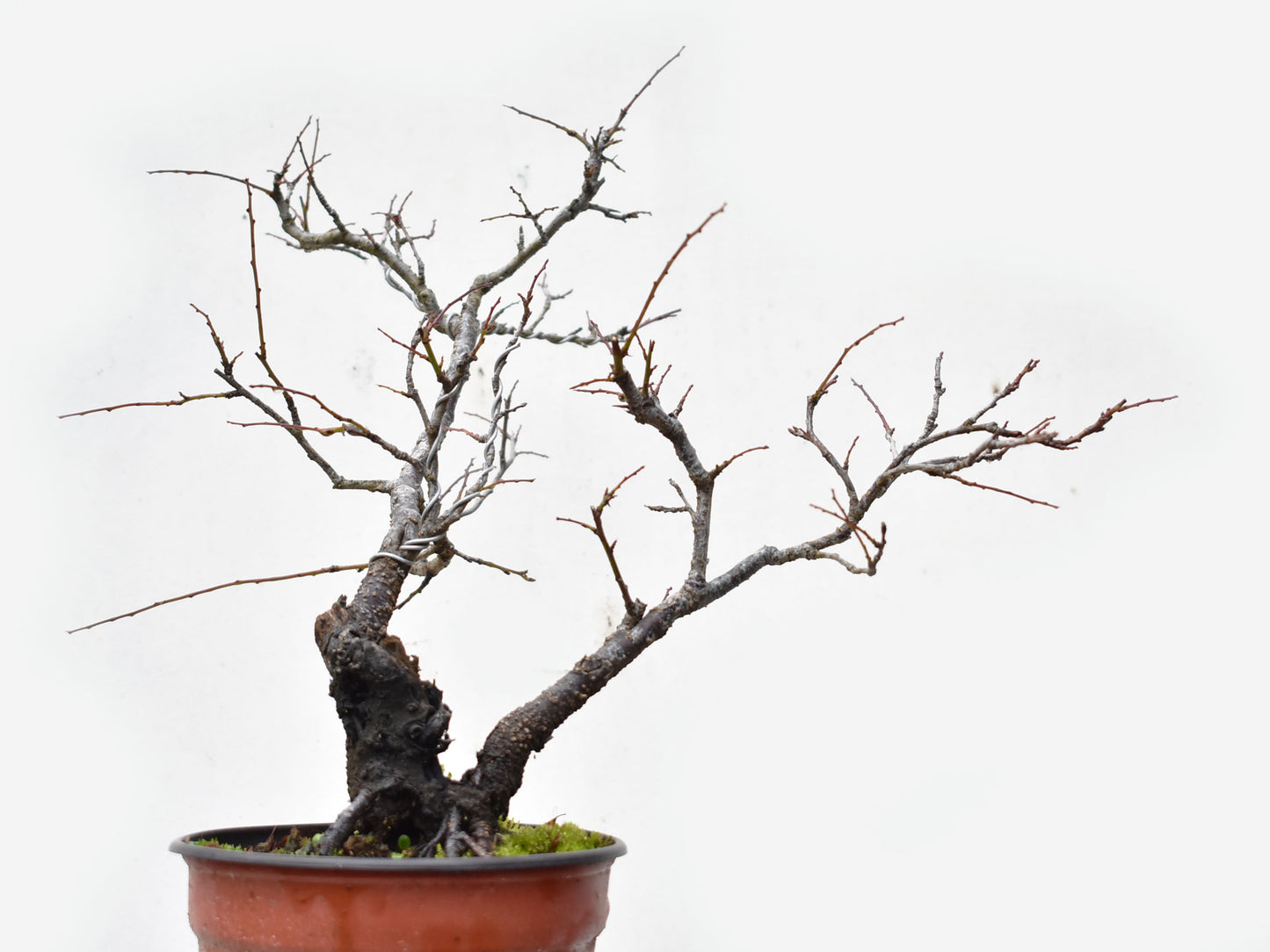 ENDRINO (Prunus Spinosa)