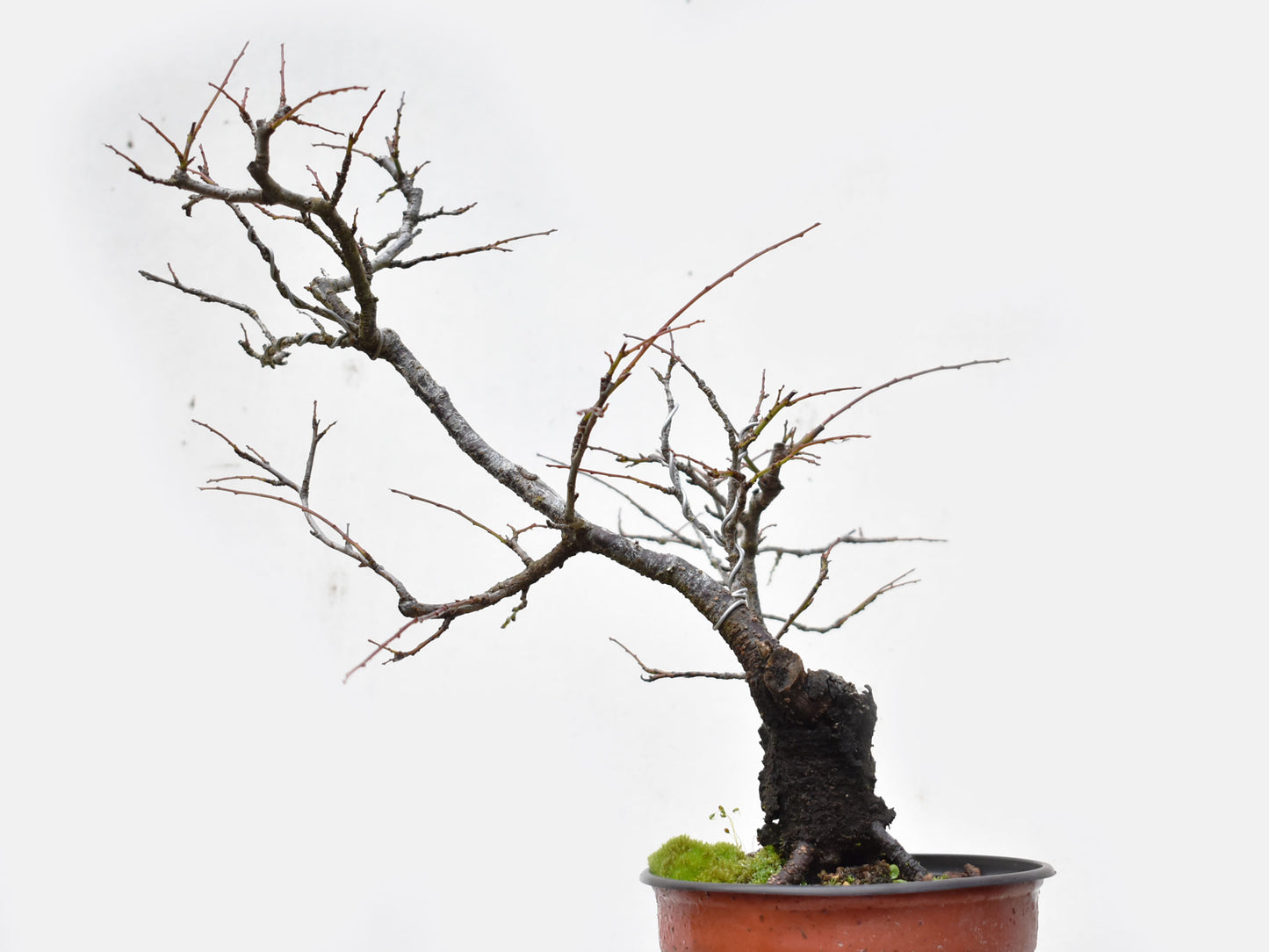 ENDRINO (Prunus Spinosa)