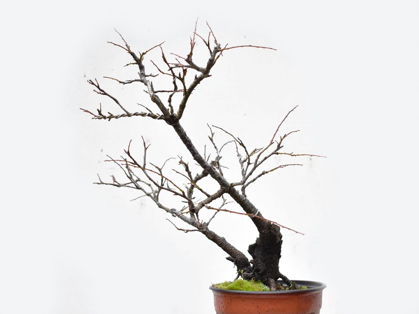 ENDRINO (Prunus Spinosa)