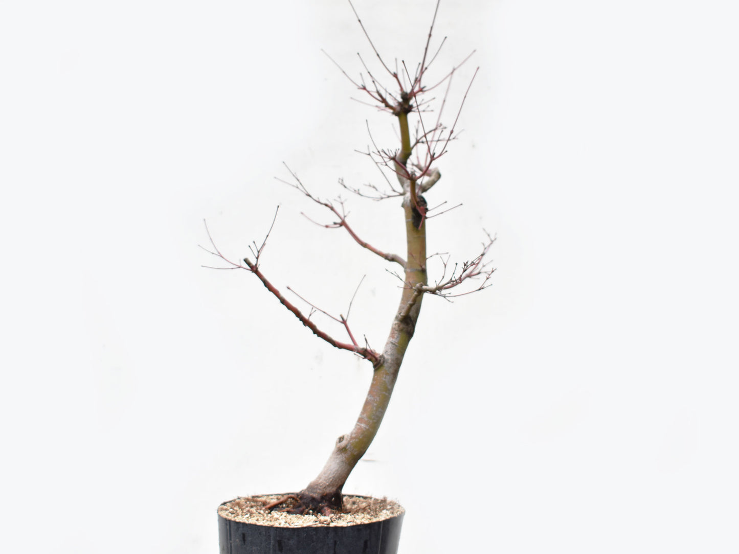 ARCEJAPONES (Acer palmatum)