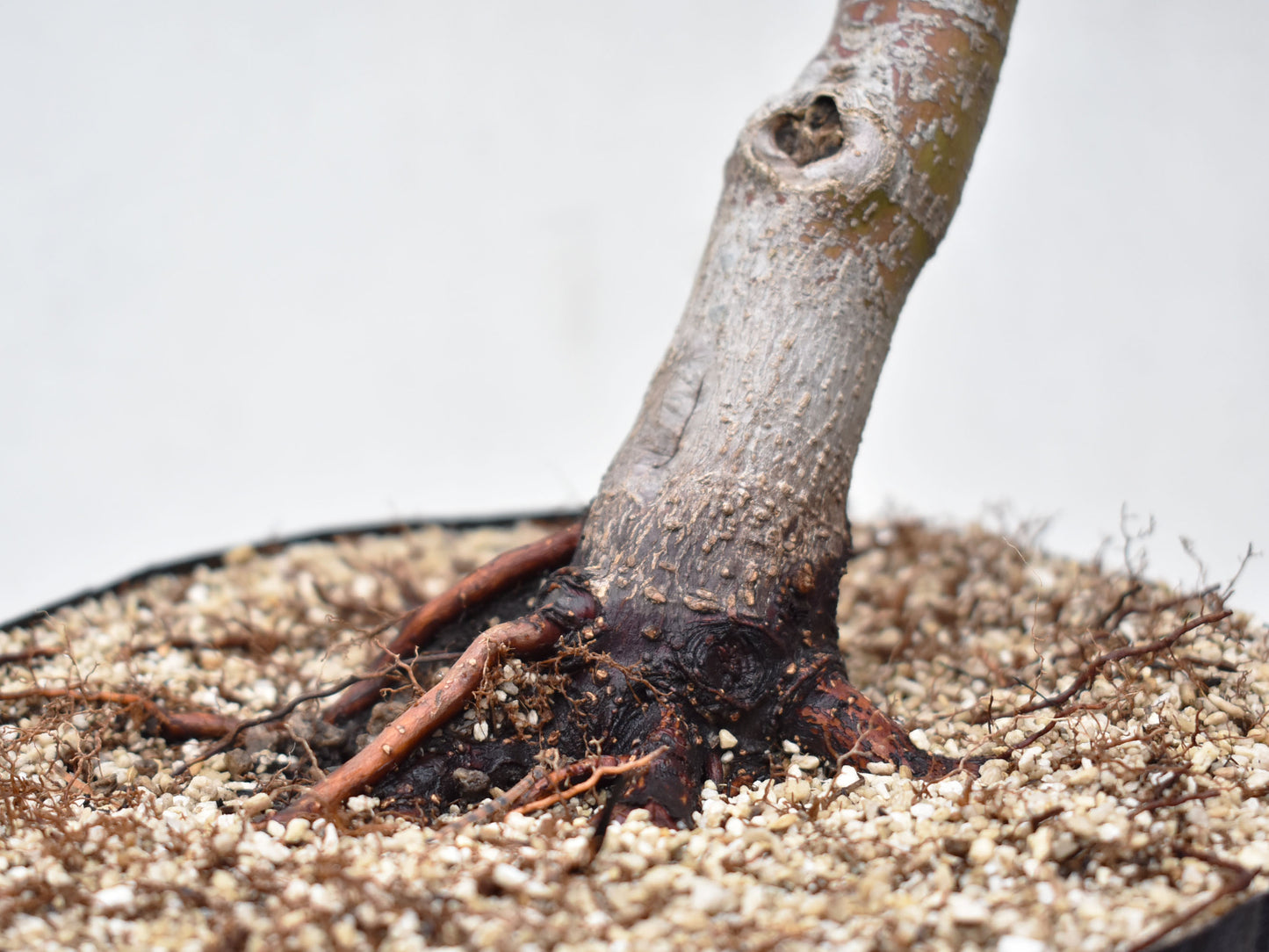 ARCEJAPONES (Acer palmatum)