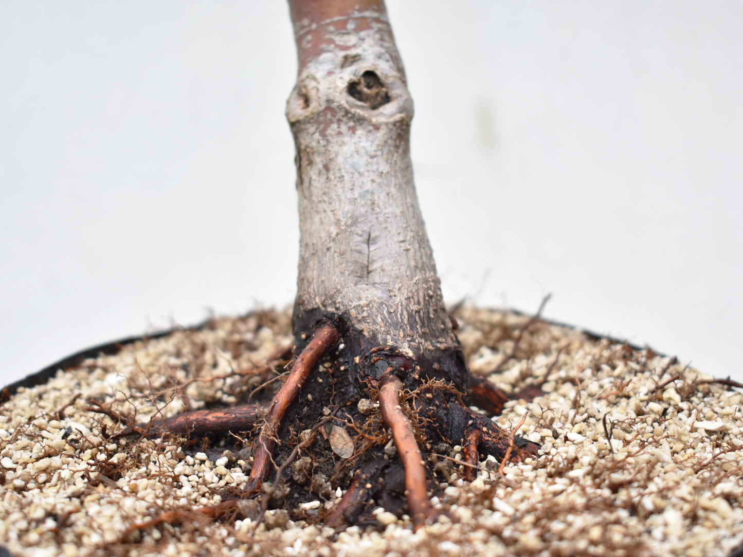 ARCEJAPONES (Acer palmatum)