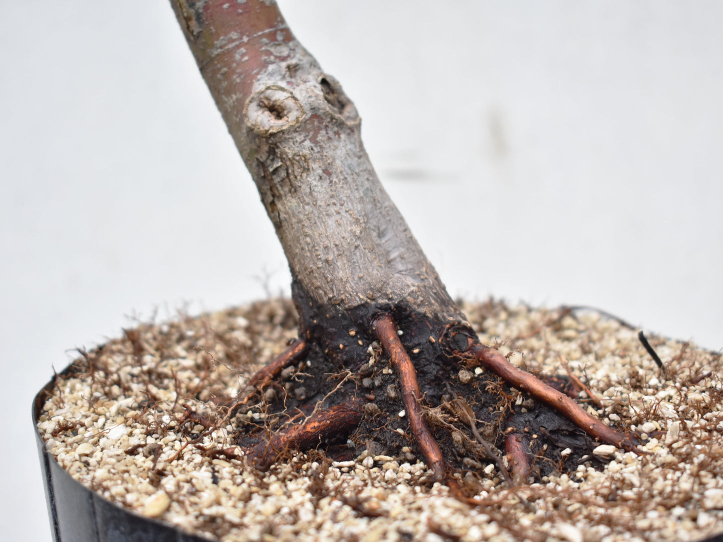 ARCEJAPONES (Acer palmatum)