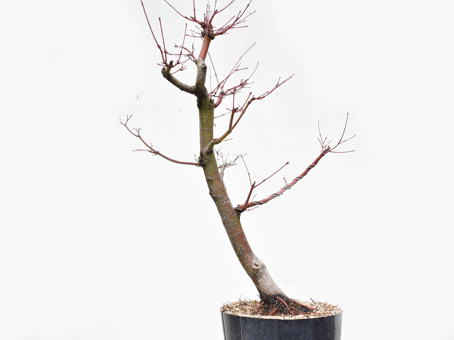 ARCEJAPONES (Acer palmatum)
