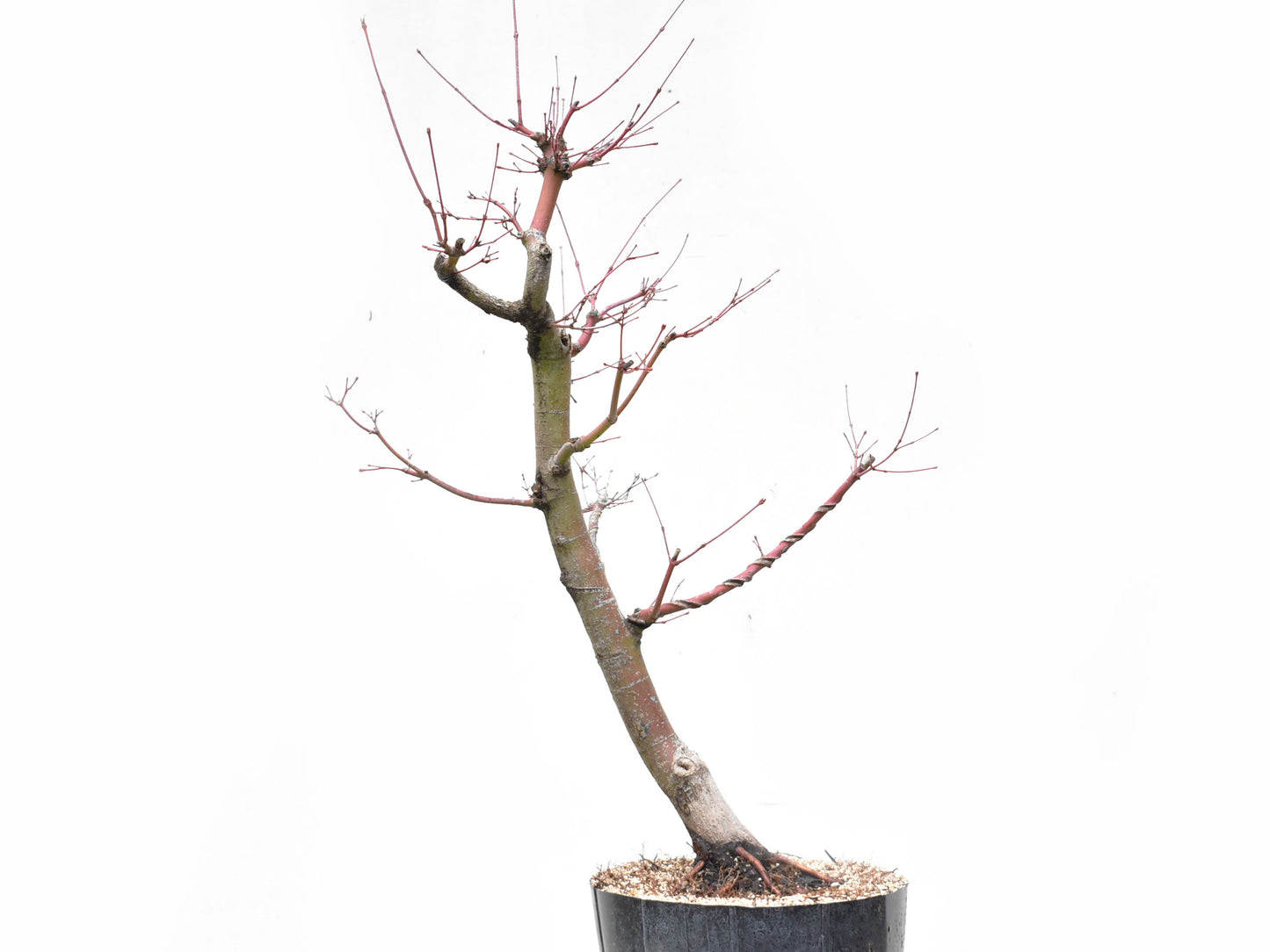 ARCEJAPONES (Acer palmatum)