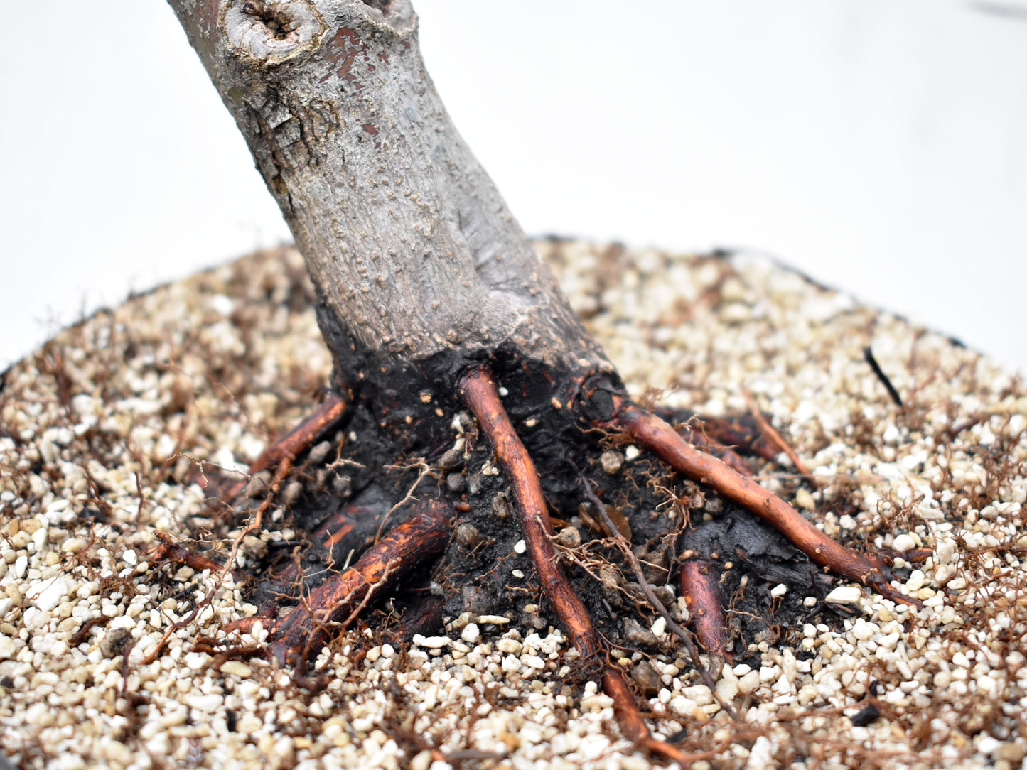 ARCEJAPONES (Acer palmatum)