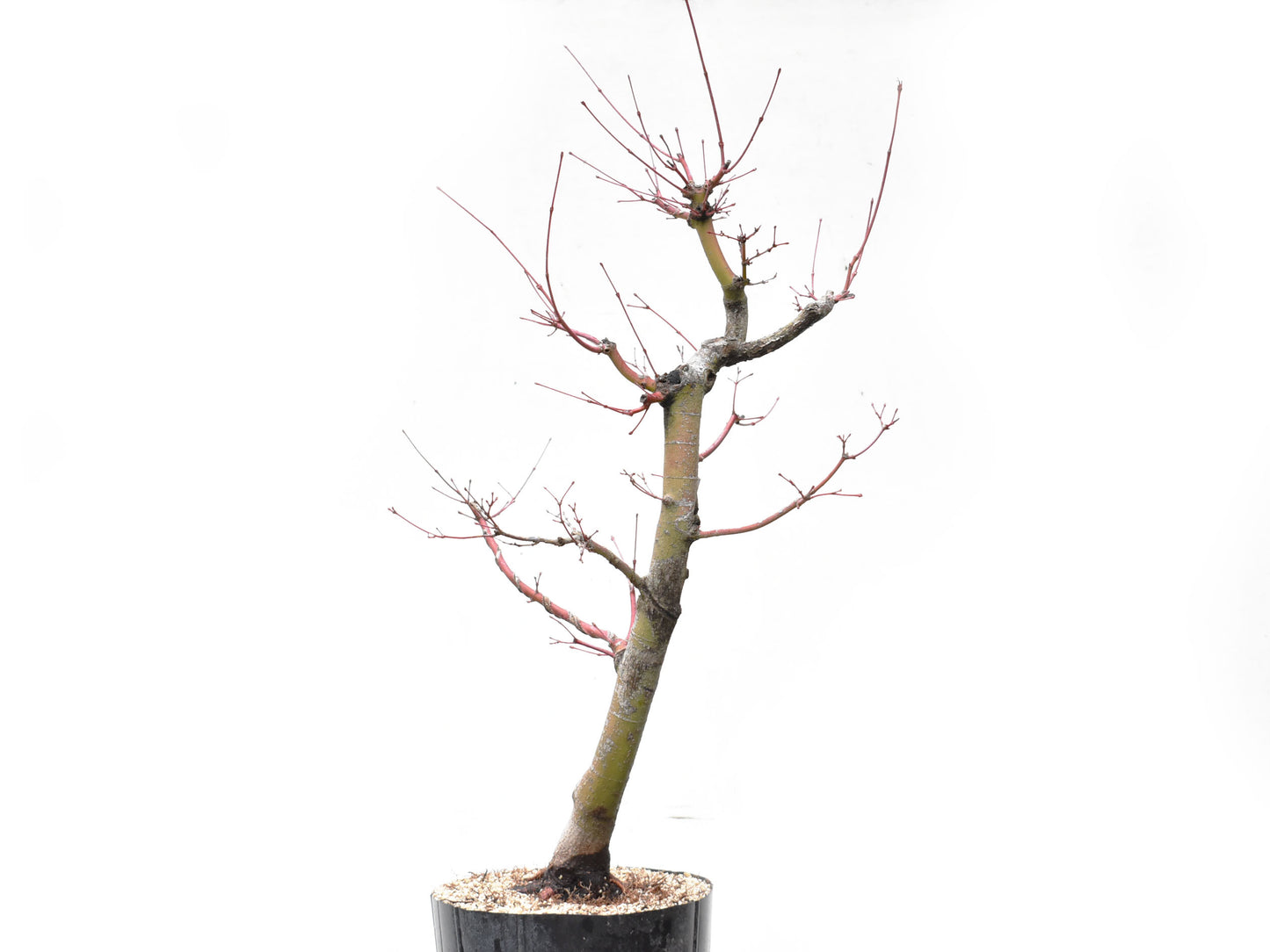 ARCEJAPONES (Acer palmatum)