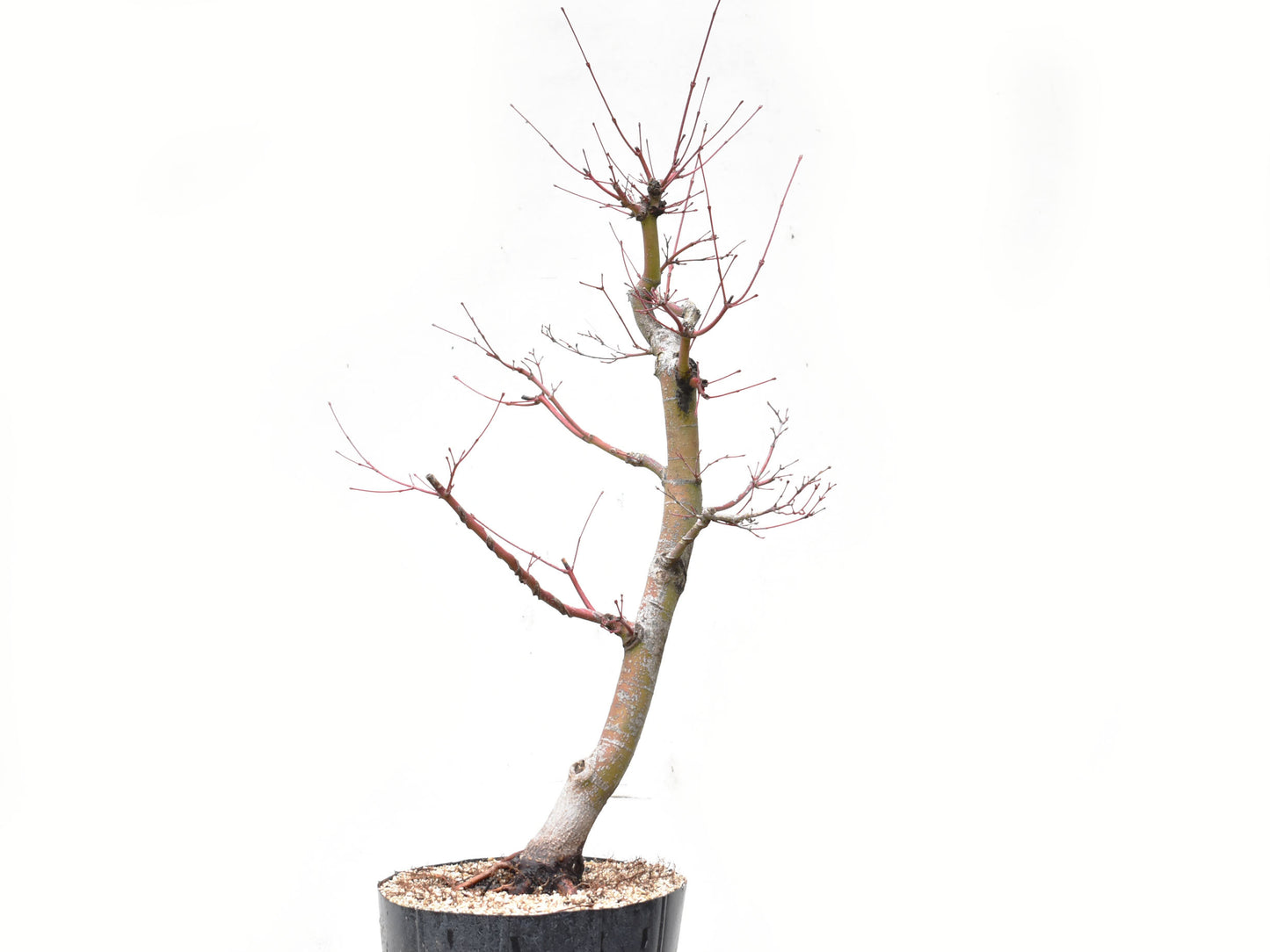 ARCEJAPONES (Acer palmatum)