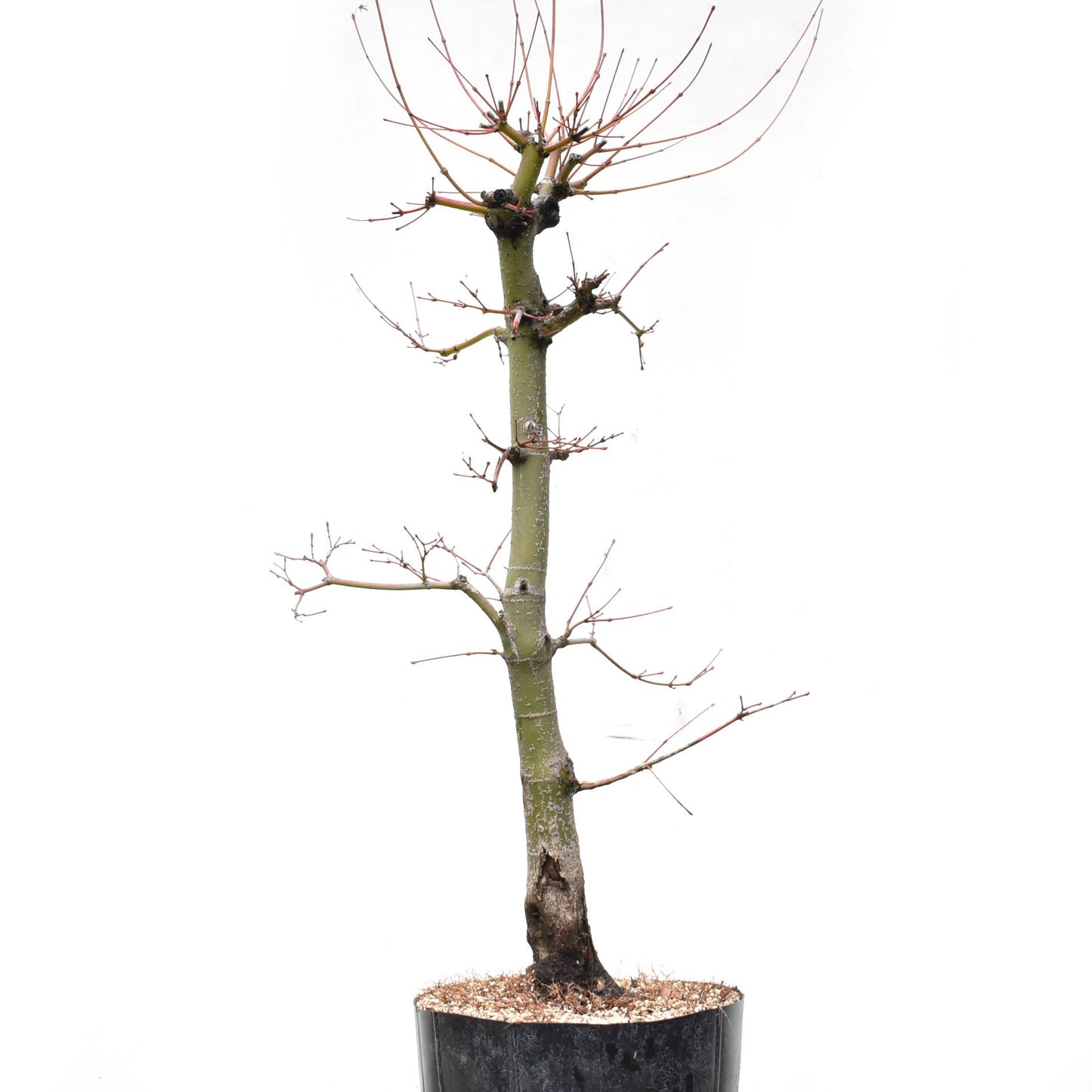 ARCE JAPONES (Acer Palmatum)