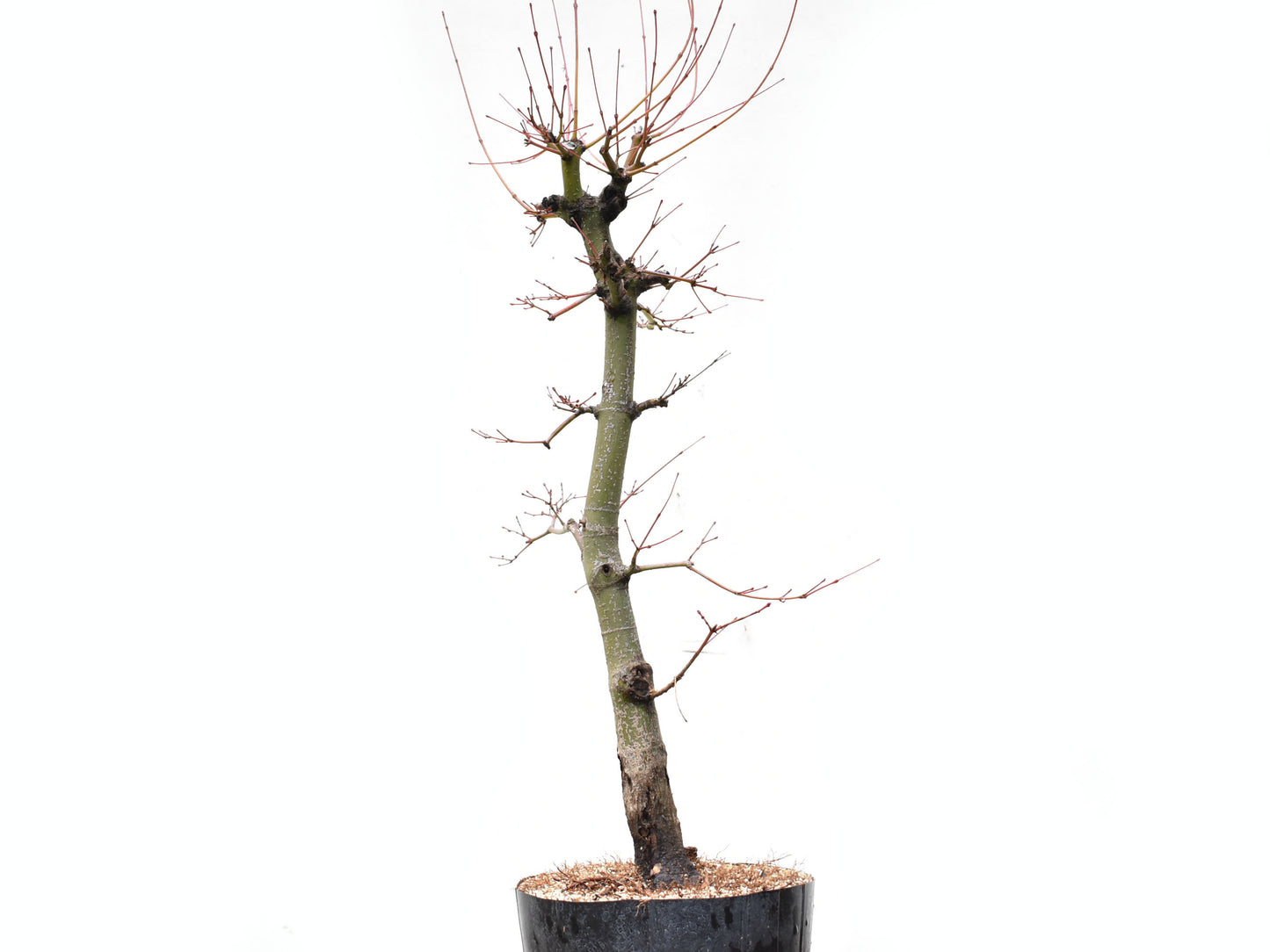 ARCE JAPONES (Acer Palmatum)