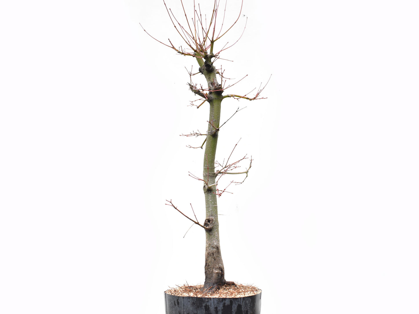 ARCE JAPONES (Acer Palmatum)