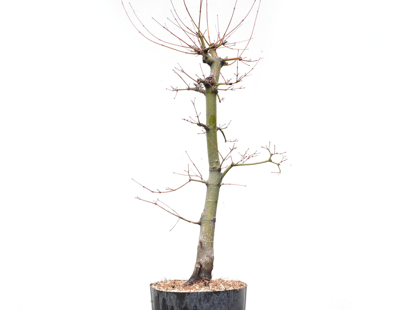 ARCE JAPONES (Acer Palmatum)