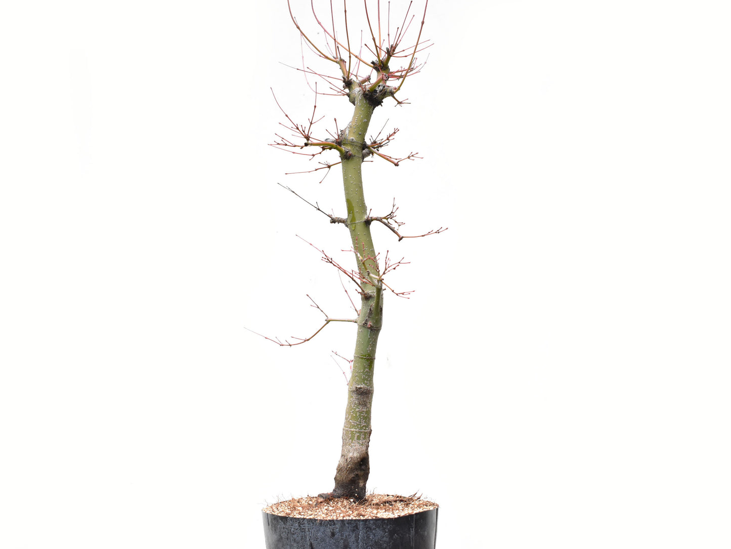ARCE JAPONES (Acer Palmatum)