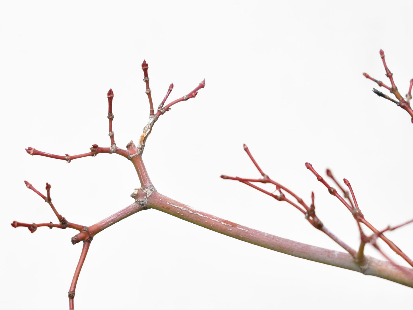 ARCE JAPONES (Acer Palmatum)