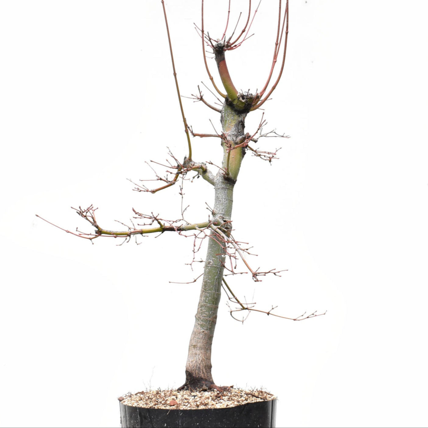 ARCEJAPONES (Acer palmatum)