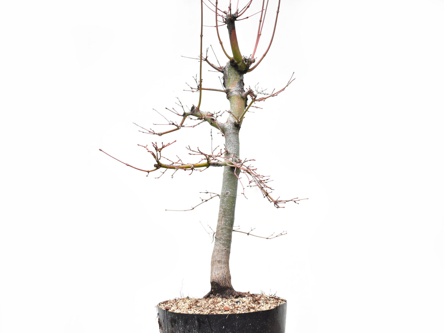 ARCEJAPONES (Acer palmatum)