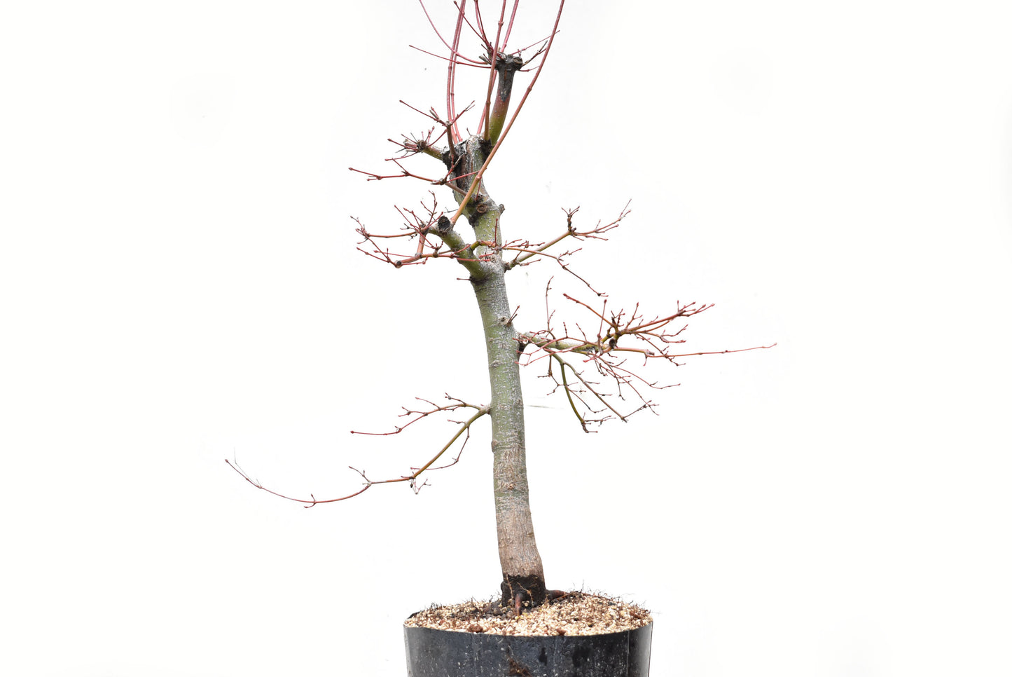 ARCEJAPONES (Acer palmatum)