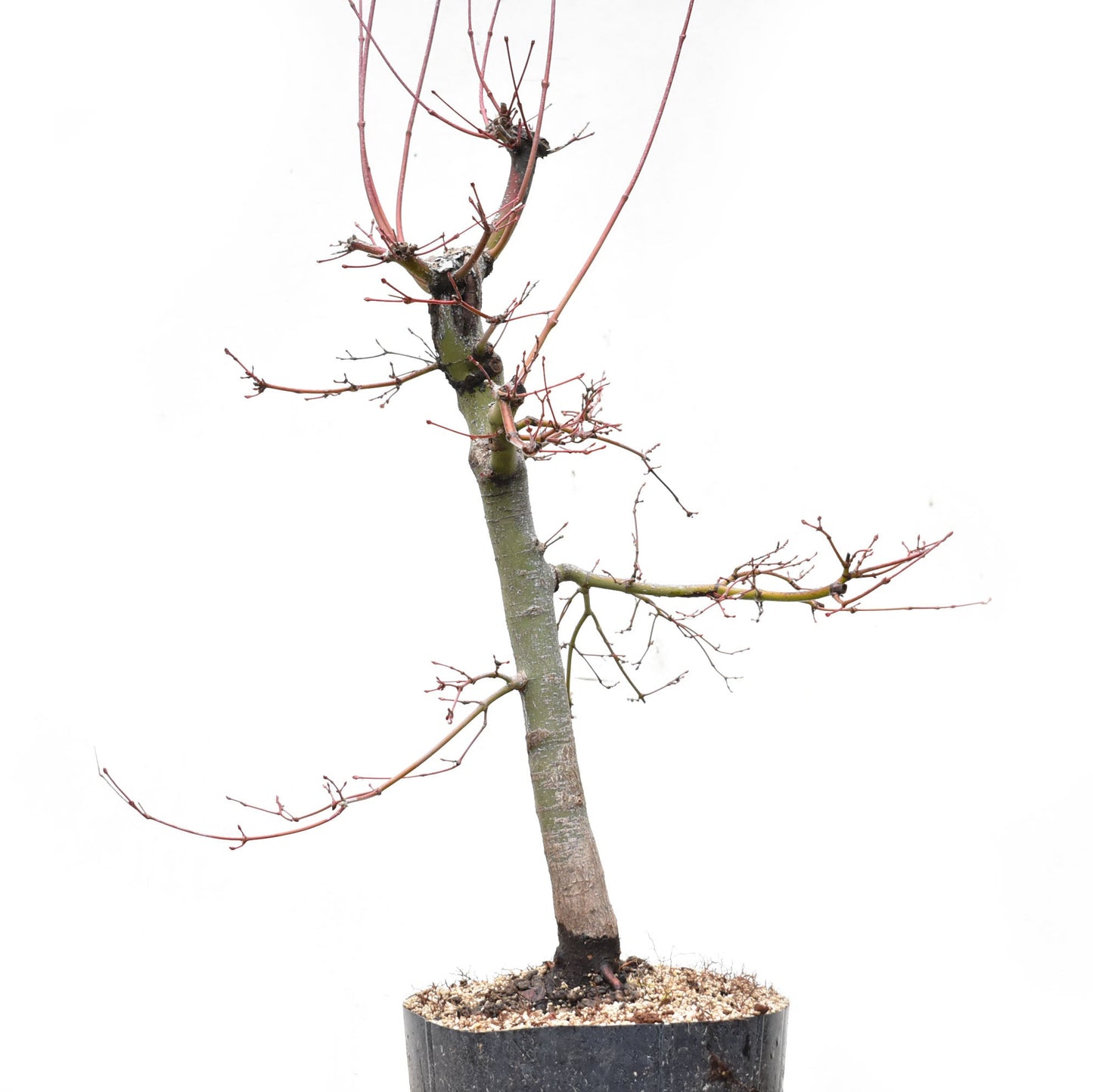 ARCEJAPONES (Acer palmatum)